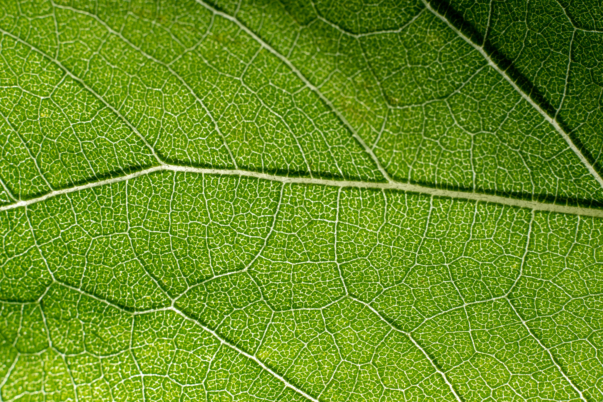 green macro image of leaves transparency