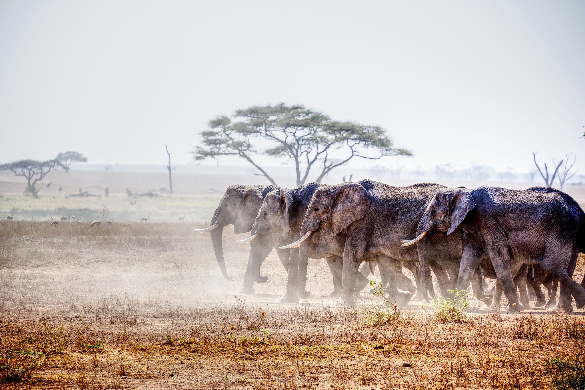 a herd of elephants