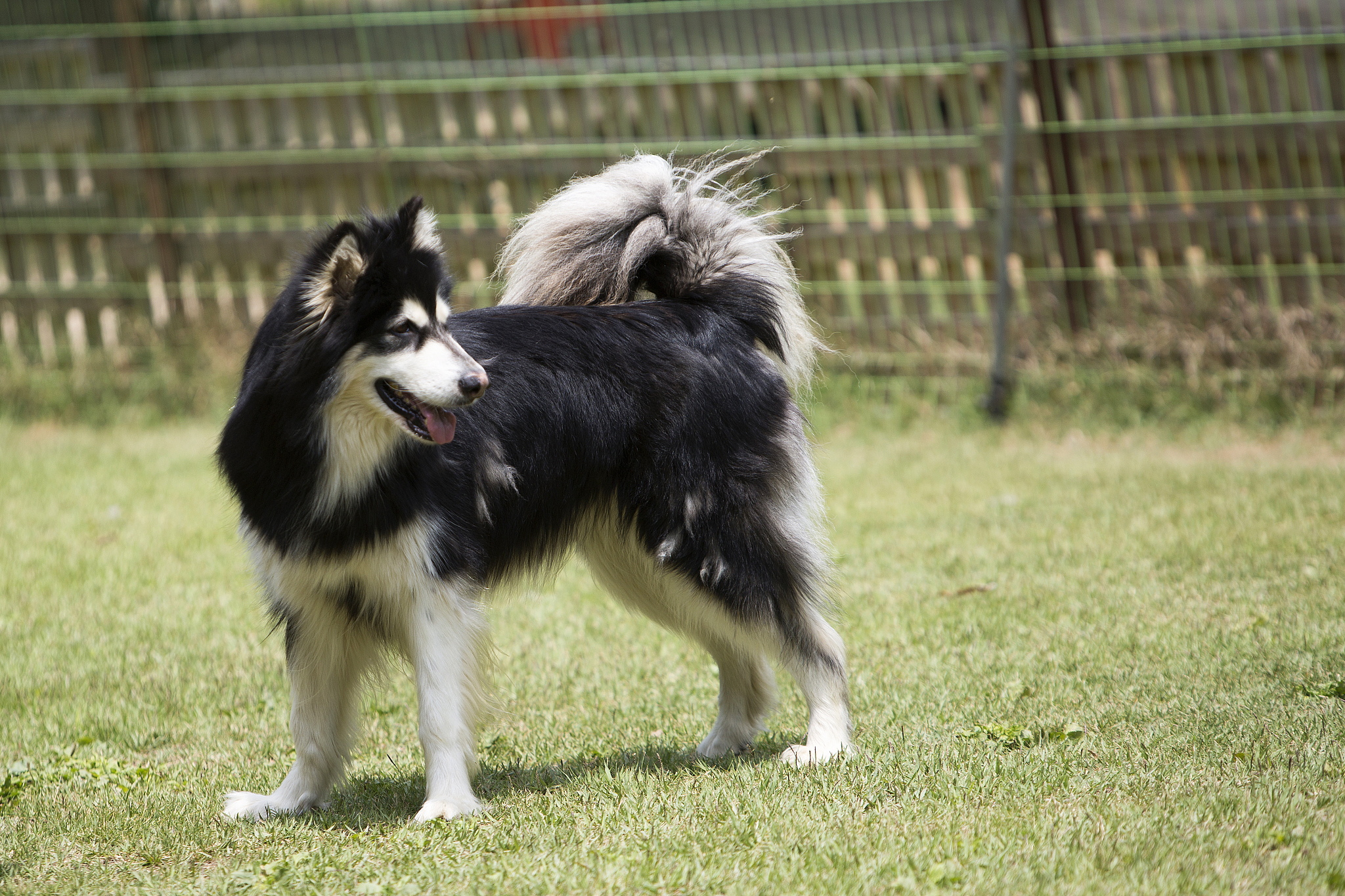 阿拉斯加犬为什么不服管教？训练技巧大揭秘！