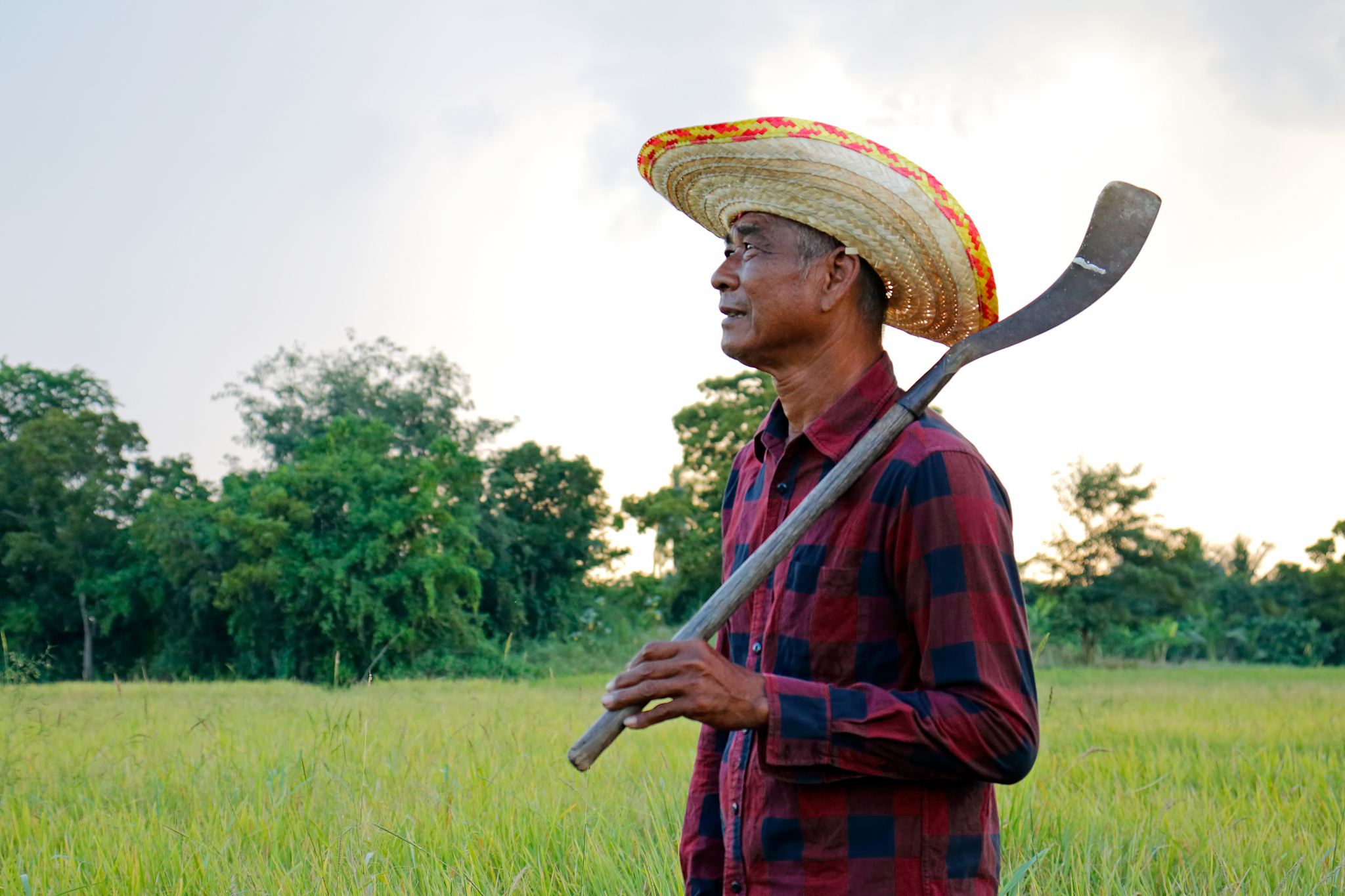 farmer holding knife for mow grass in the rice field