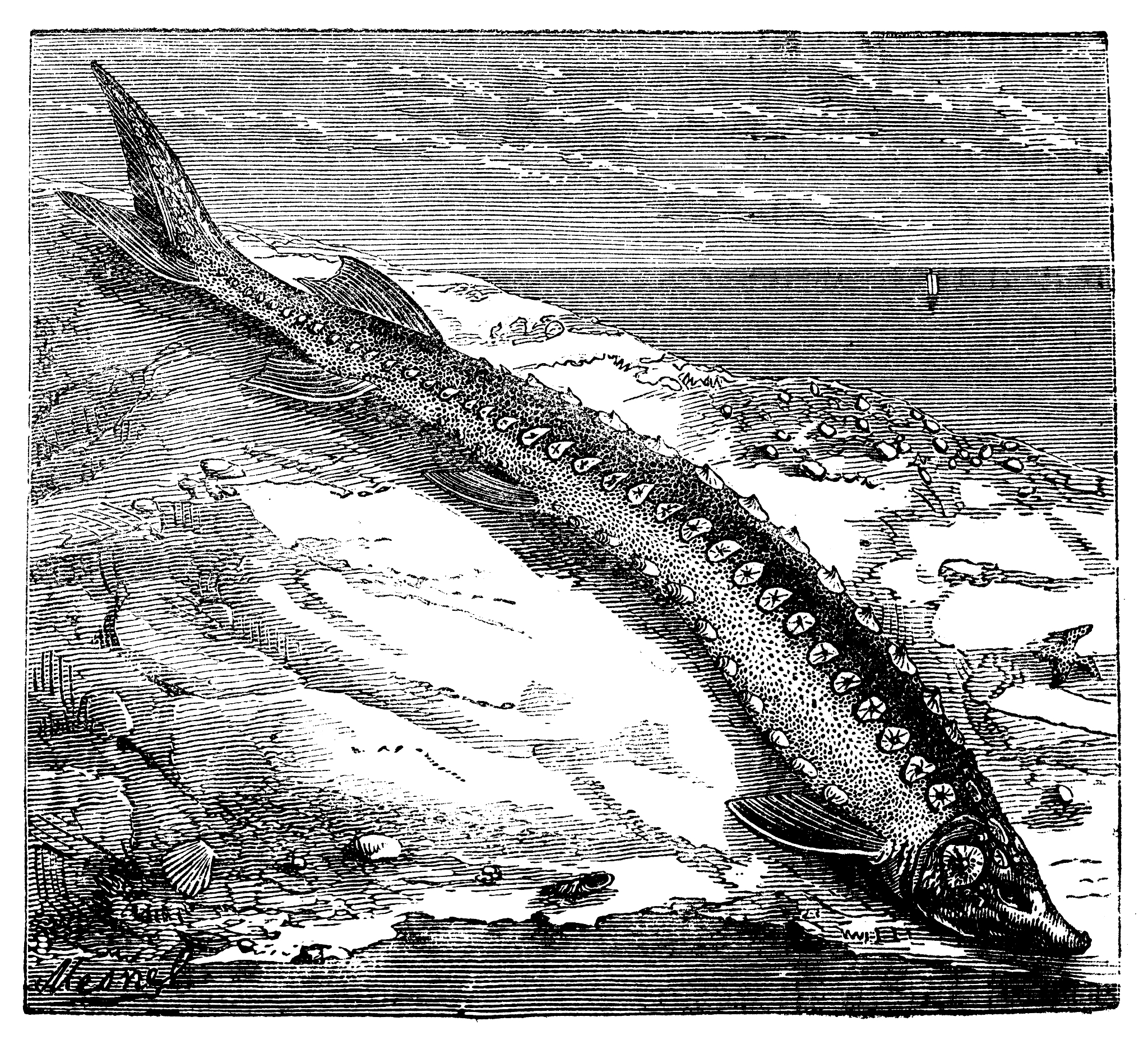 ACTA CARSOLOGICA期刊: 推动喀斯特地貌和地下水资源研究