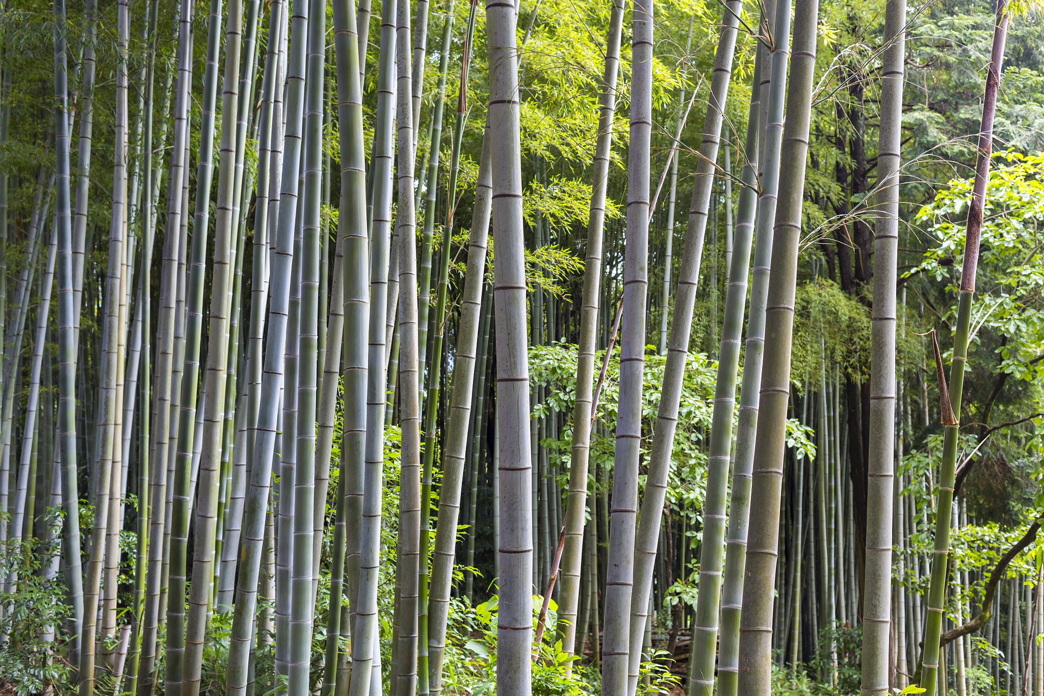 forest in a wilderness area outside kyoto, japan