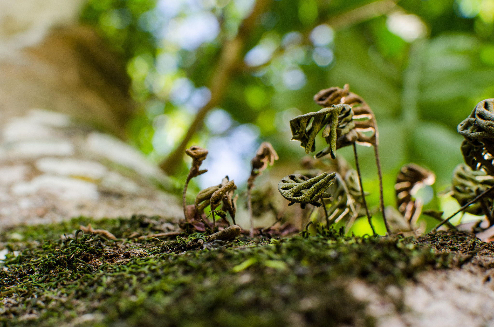 小蚂蚁用树叶做哪些事？300字看图写话