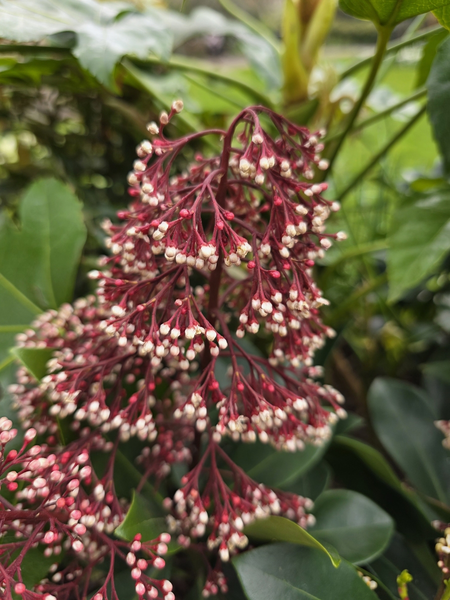 红花继木什么花序？