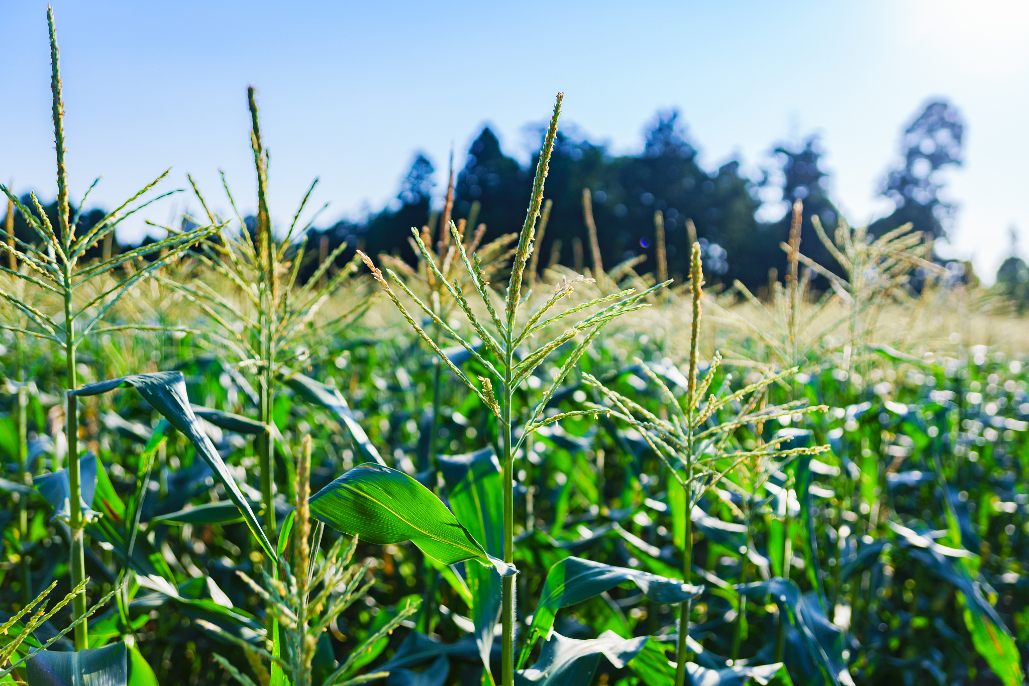 2021年湖北现代农业技师学院有哪些招生专业