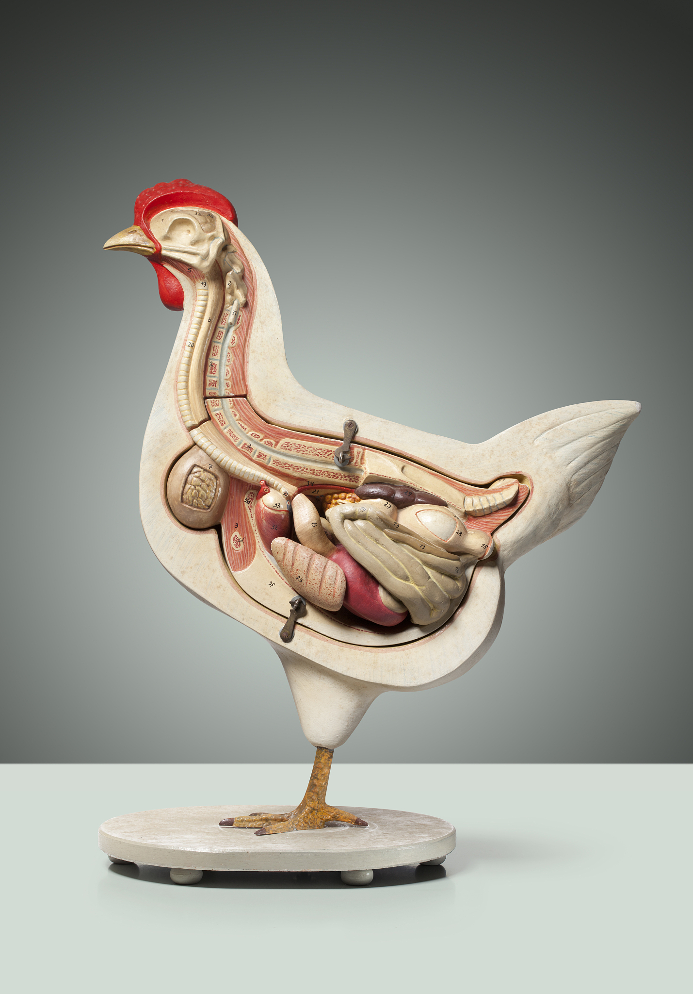 家禽科学杂志 (JOURNAL OF POULTRY SCIENCE) 研究范围