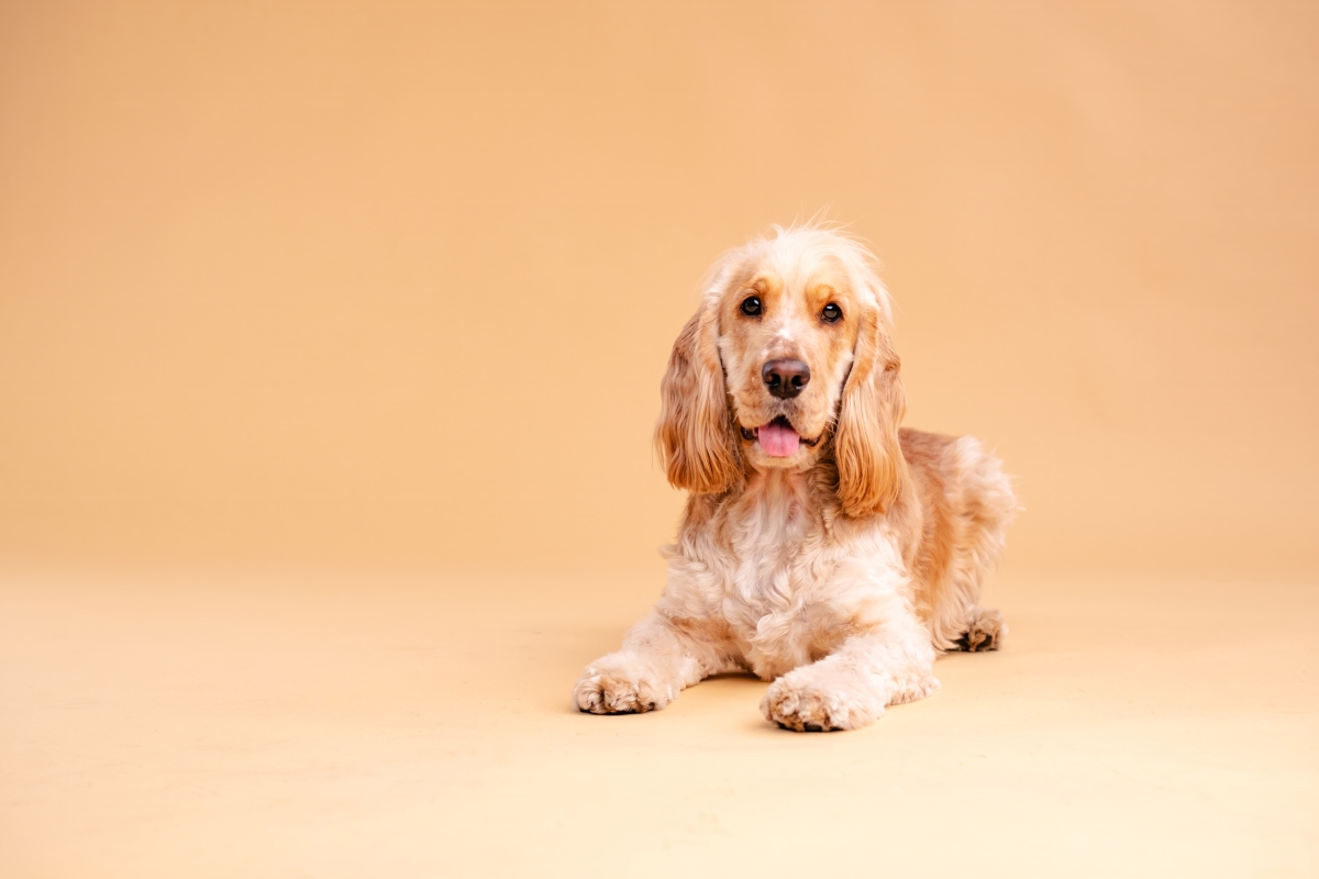 鱿鱼犬图片