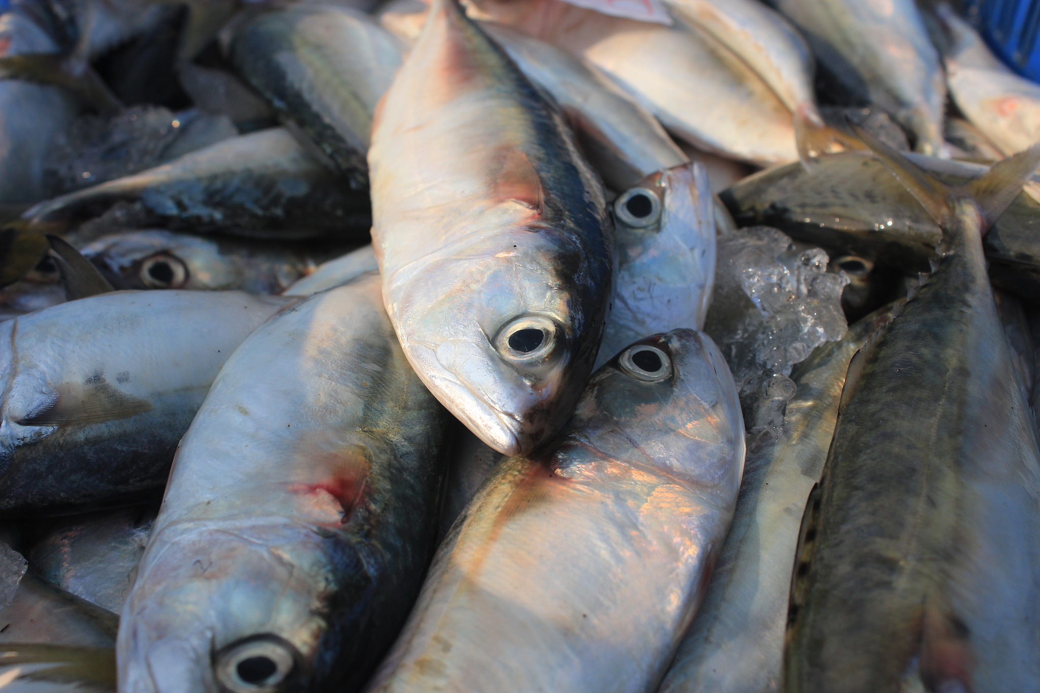 十种海水养殖鱼类列出科属种