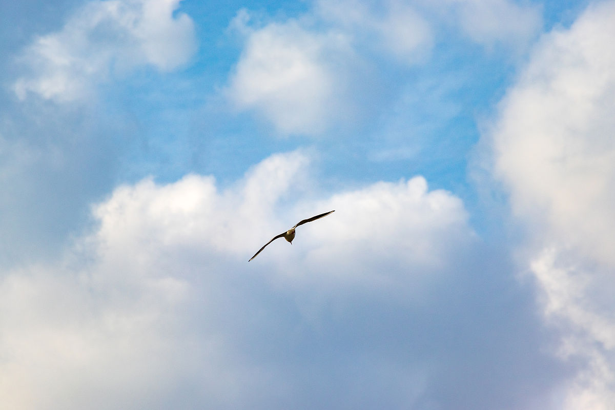 '天天空可见飞鸟'歌词解析：对自由的渴望与现实的困境