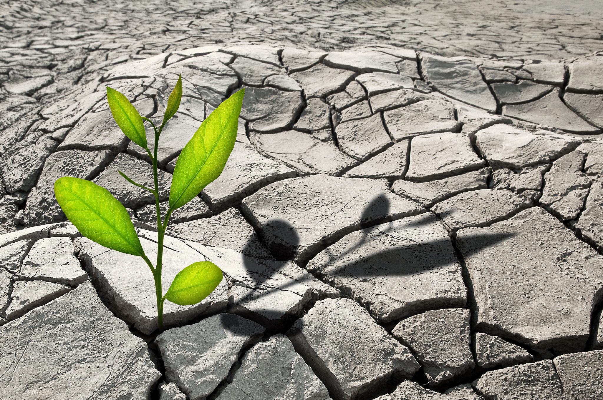 水分胁迫：生态学中水资源短缺的含义