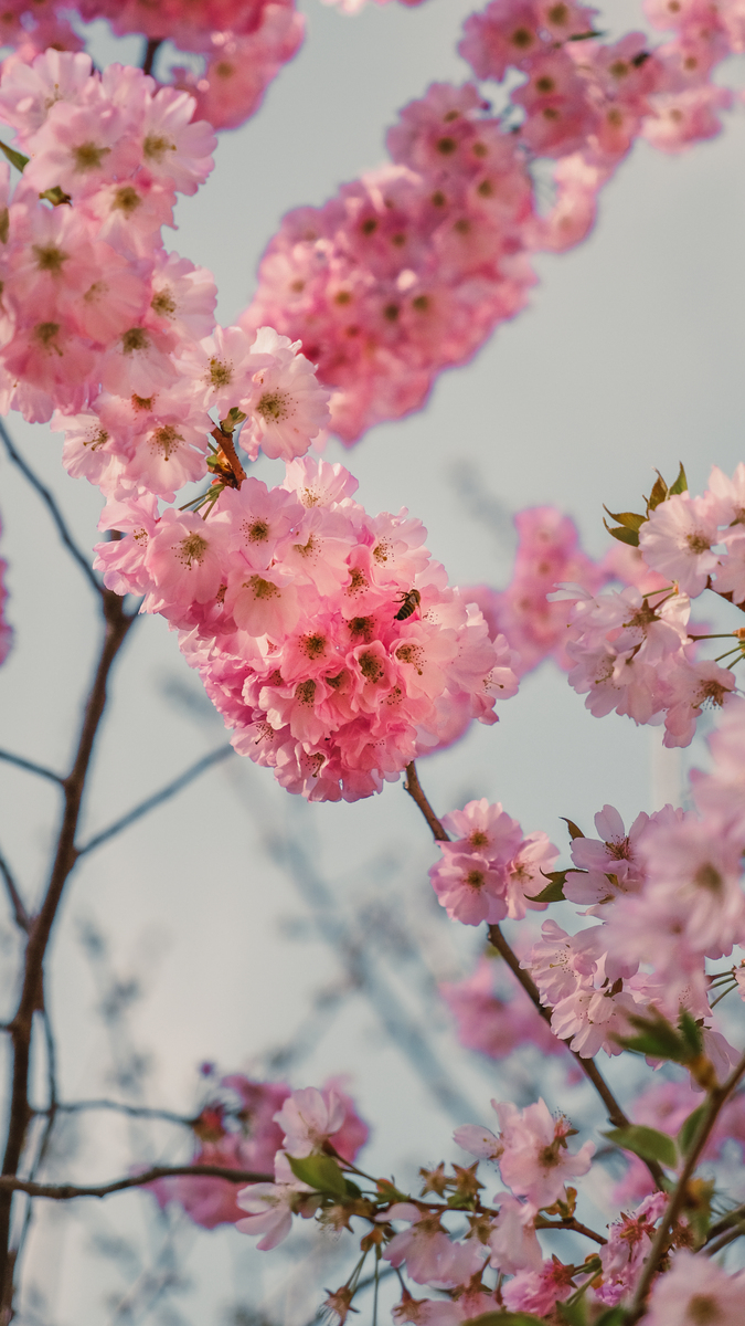 粉红花开，树枝上的春日梦境 | 唯美摄影