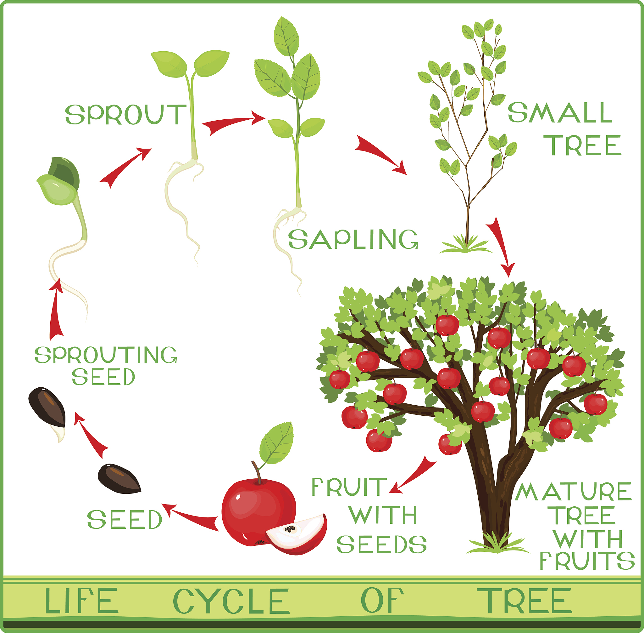 PLANT GROWTH REGULATION 杂志研究范围 - 深入了解植物生长奥秘