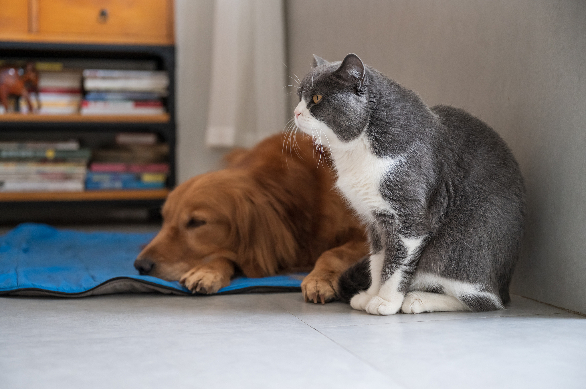 王者孙策猫狗日记的台词有哪些