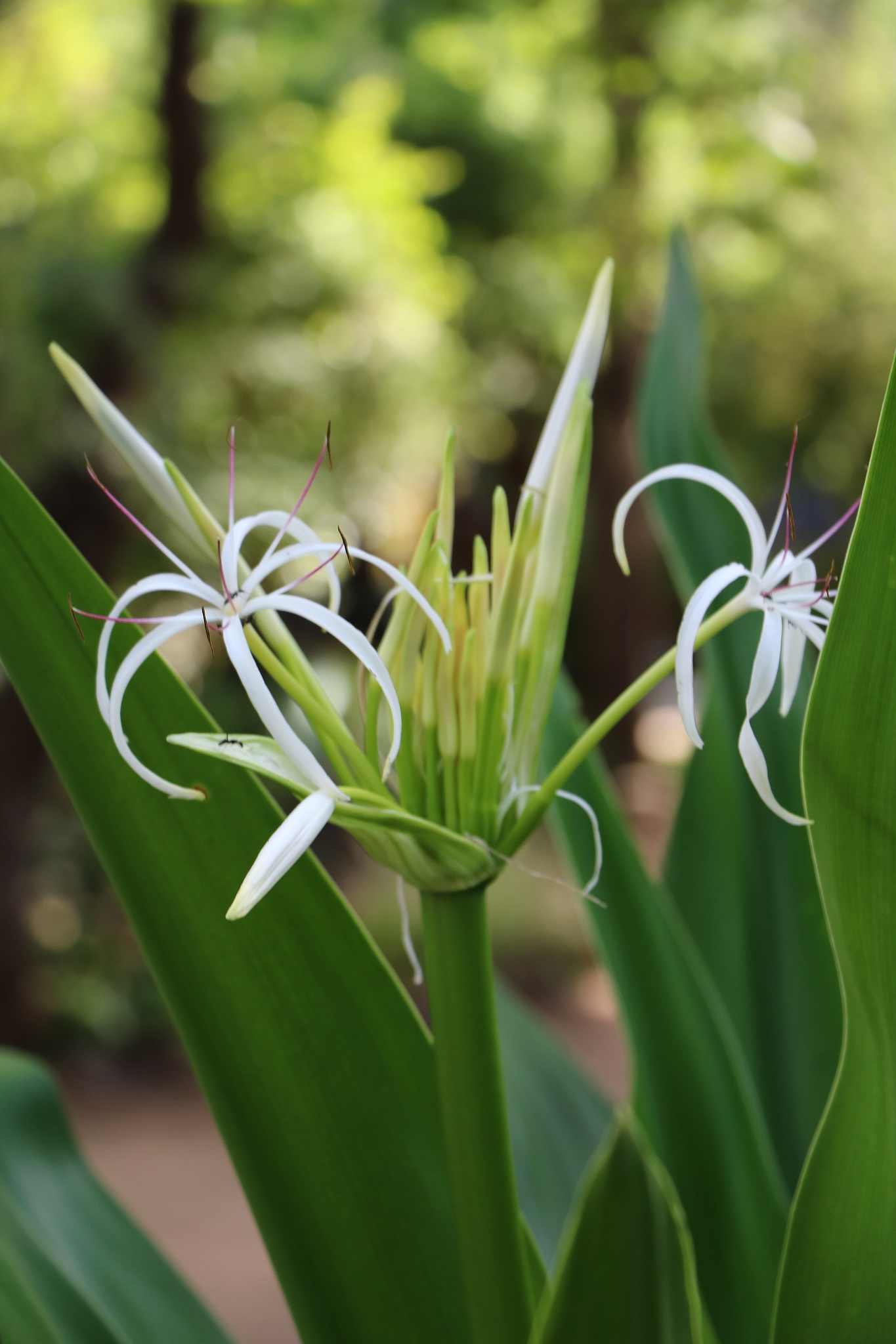 hymenocallis tubiflora