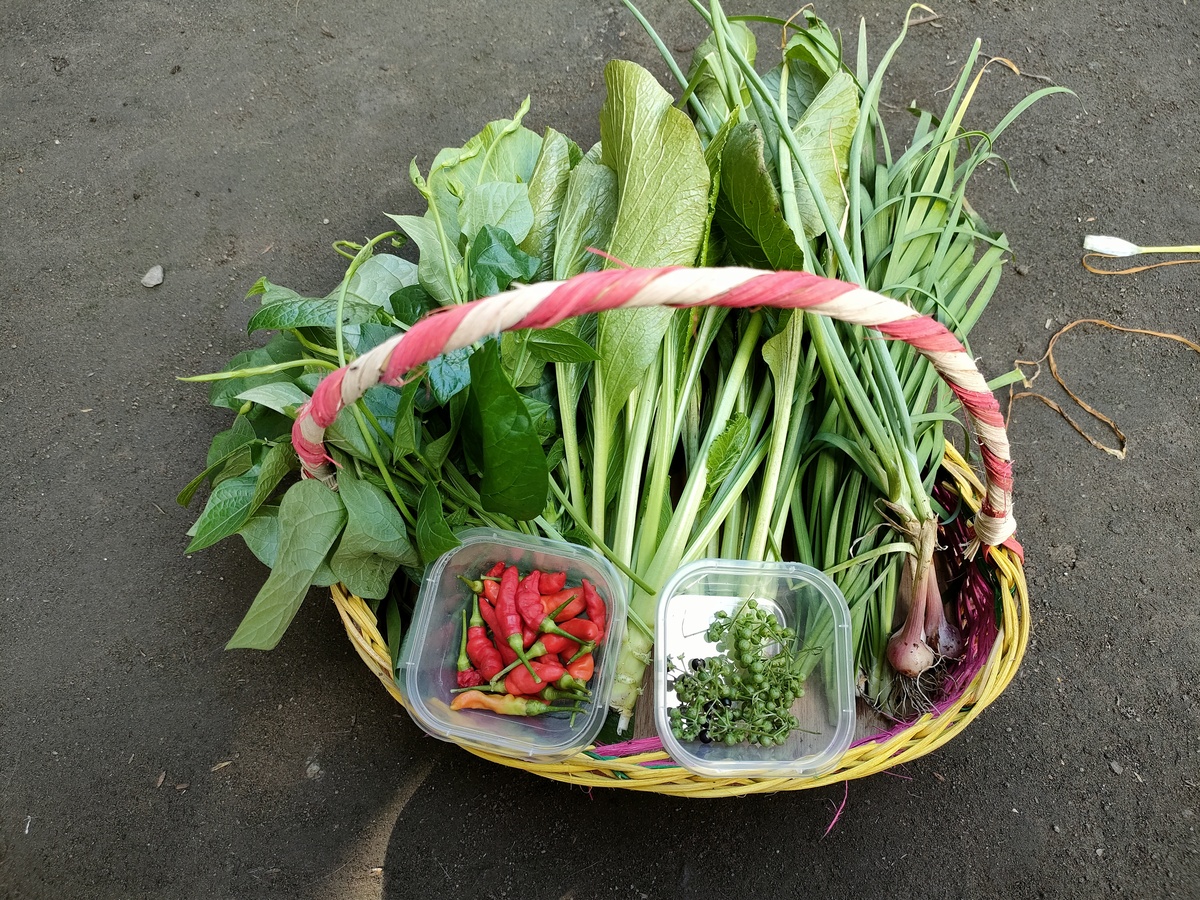 苦菜红糖水缓解胃部不适：饮食不节制导致的胃病调理