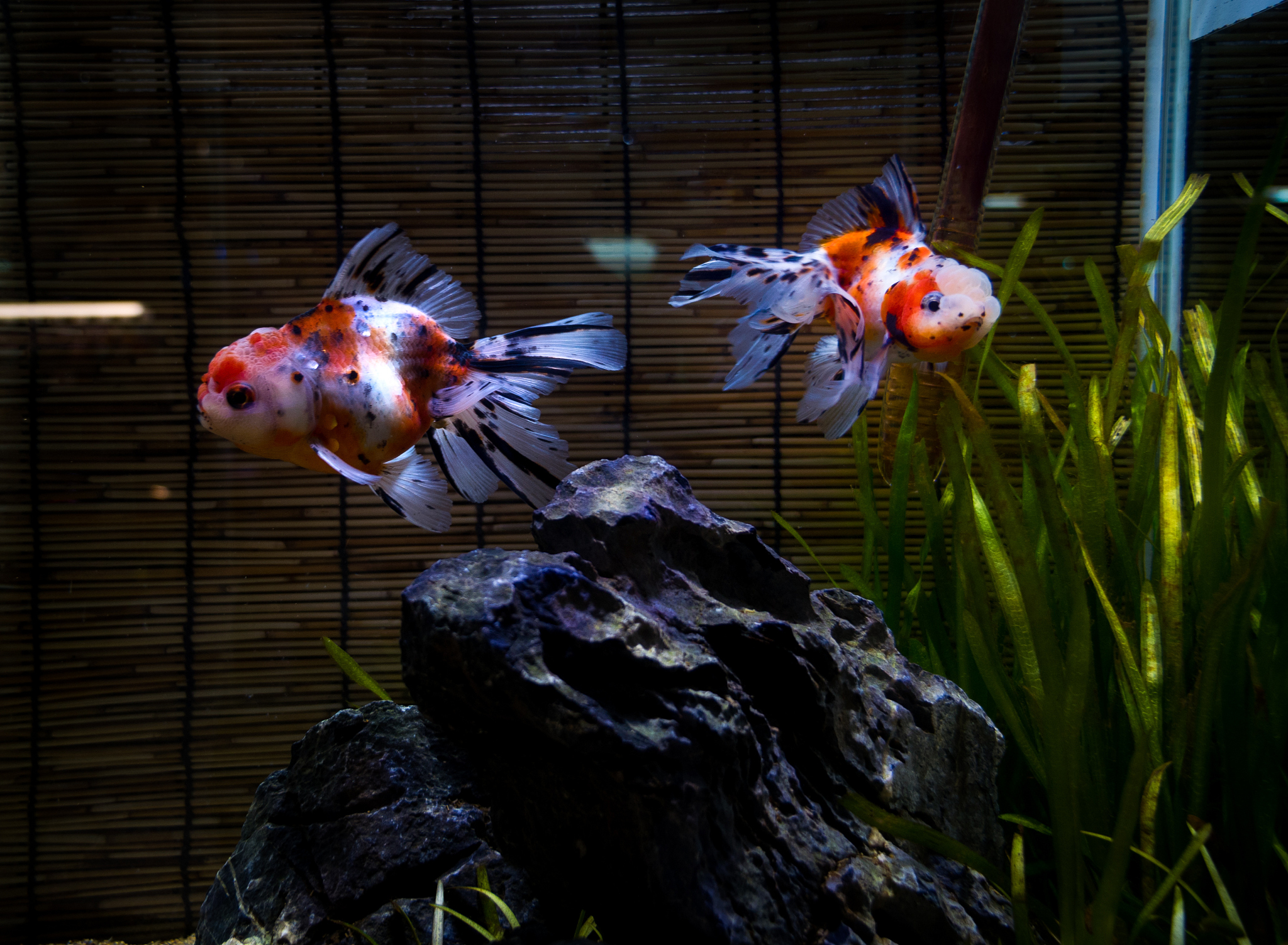 观赏鱼的品种、特点、养殖技巧等相关知识引起观众的兴趣和好奇心。