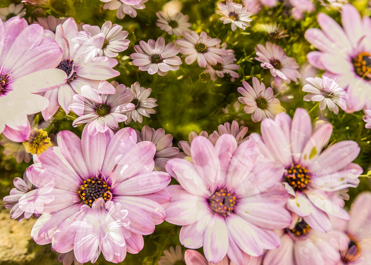 如何将B图缩放至与A图面积相同？