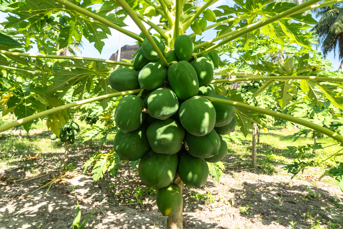 木瓜蒂长了白毛能吃吗，