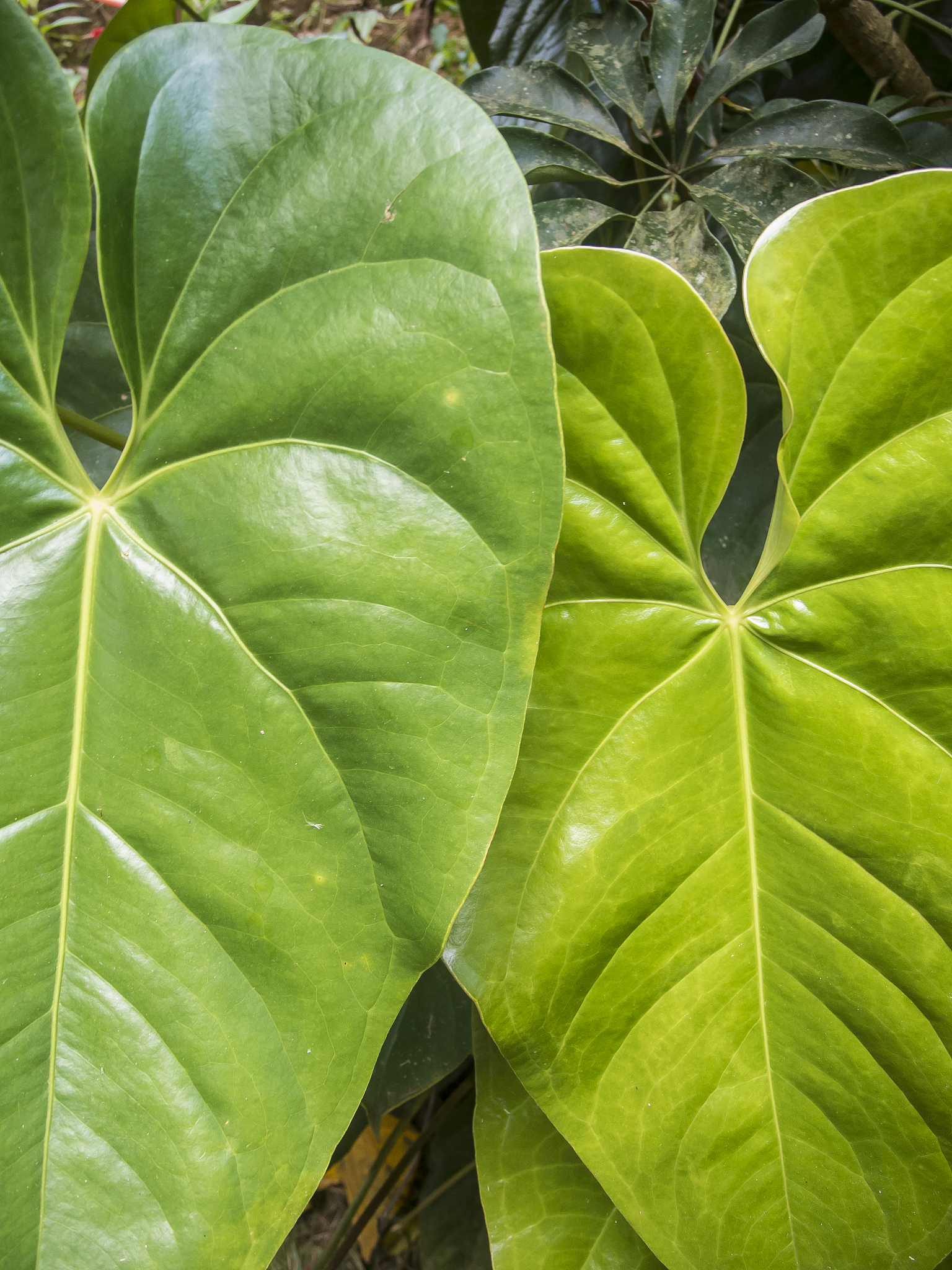 anthurium flower