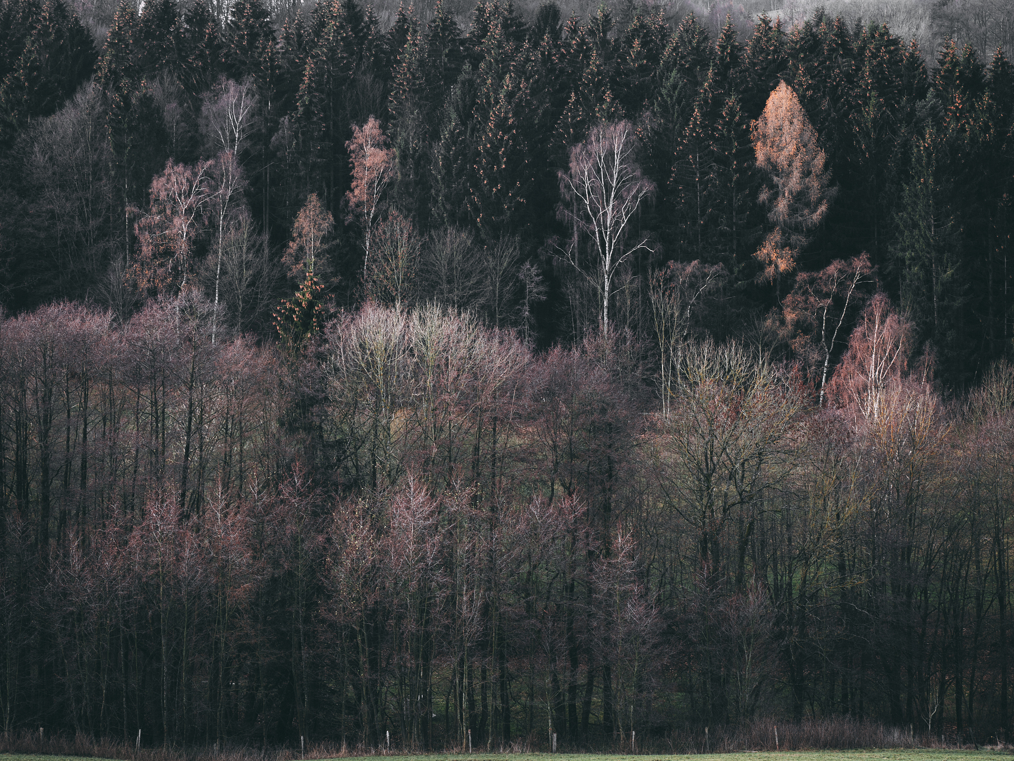 wald in der rhn