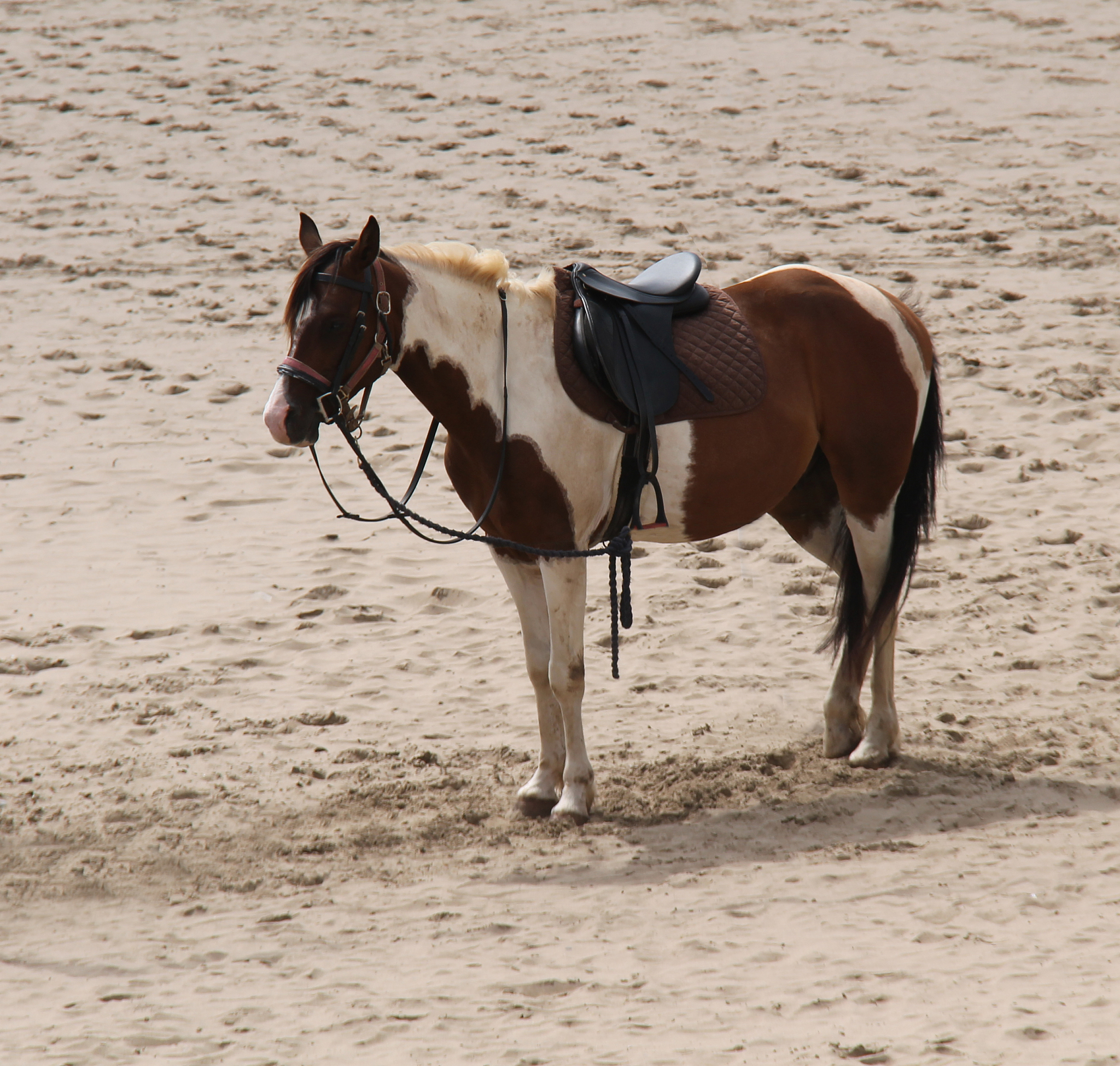 pony on beach.