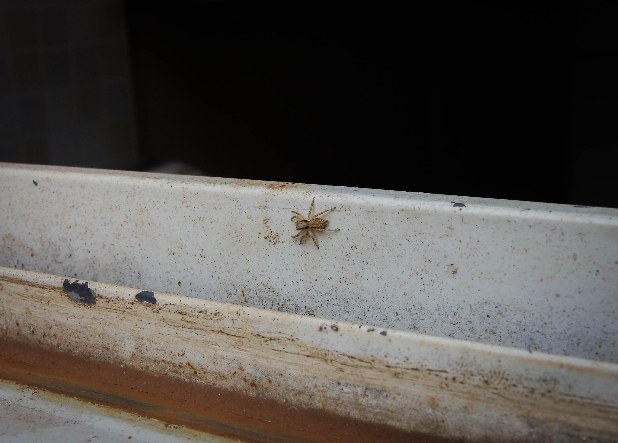 spider