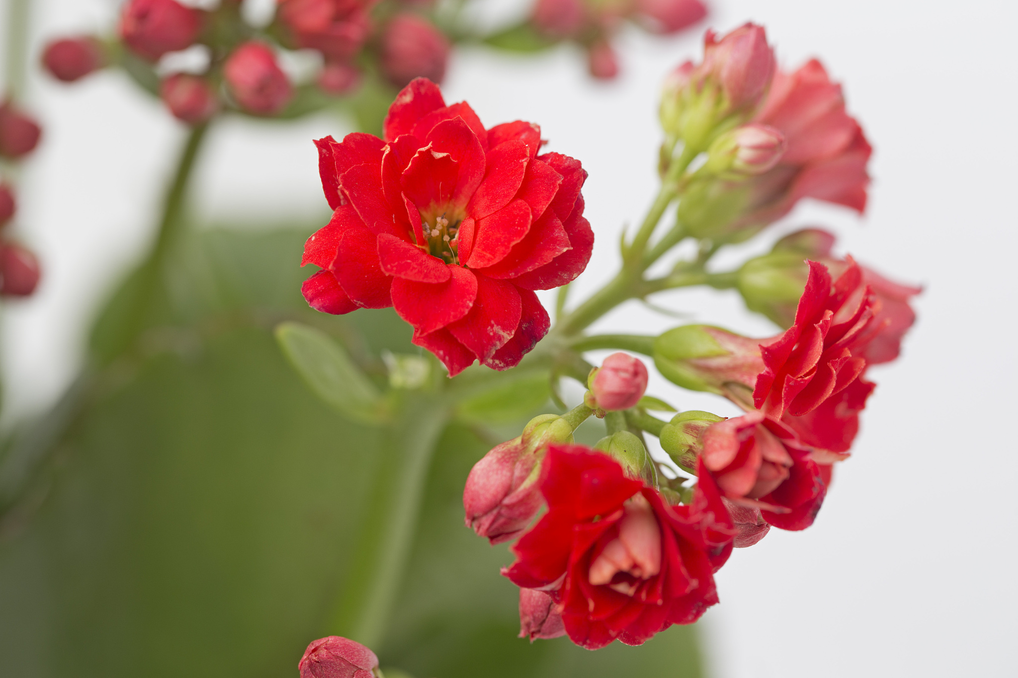 草原铁骨丹：缓解骨痛，1-3个月见效最佳