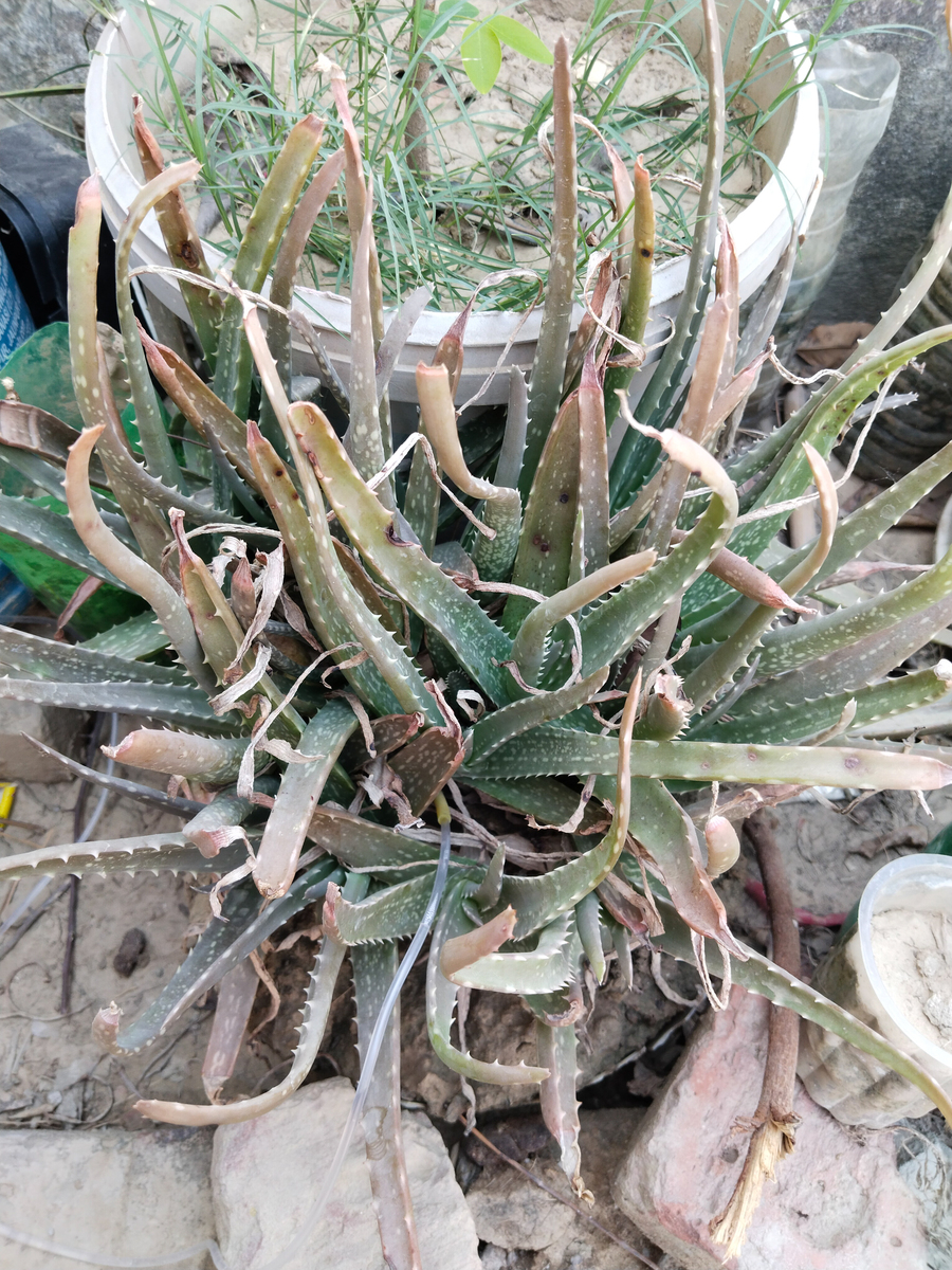 养芦荟是养灵兽吗？解答：芦荟是植物，并非灵兽！