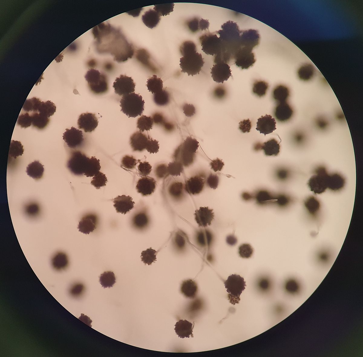 10倍显微镜物镜成像原理详解 - 细节放大，清晰呈现