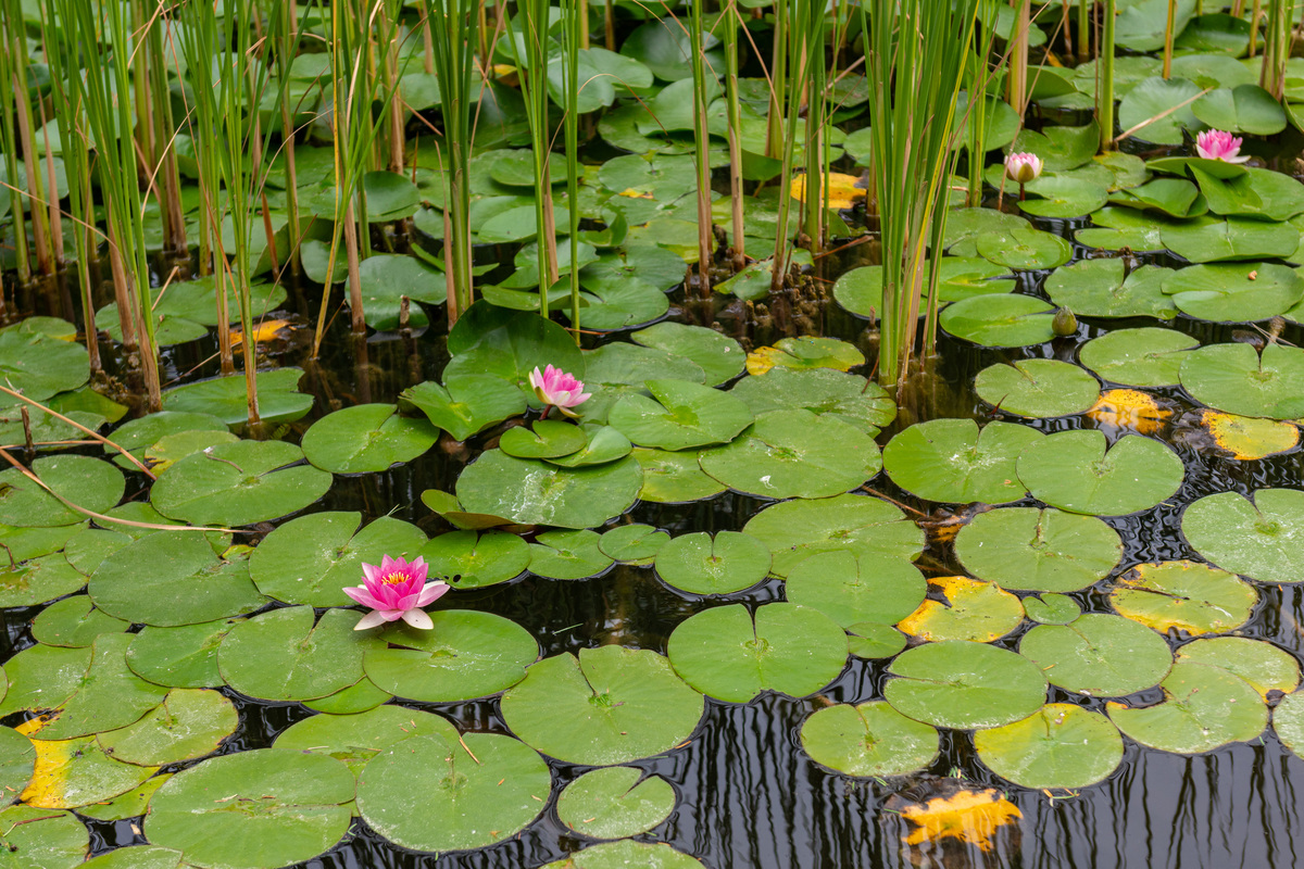 芙蕖：种植指南与特点介绍