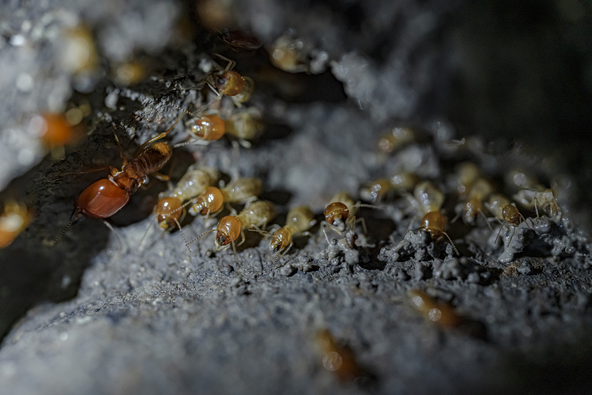 termite soldiers and termites are working.