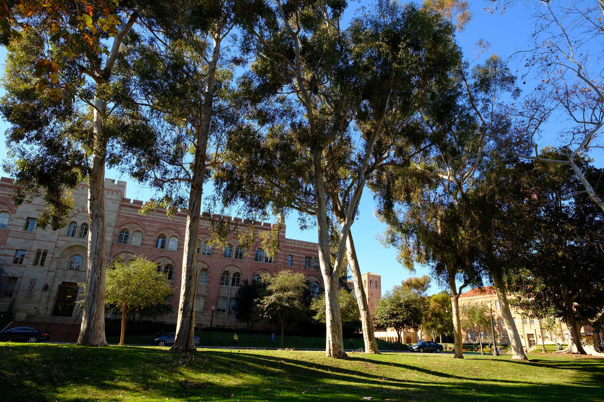 ucla校园风景