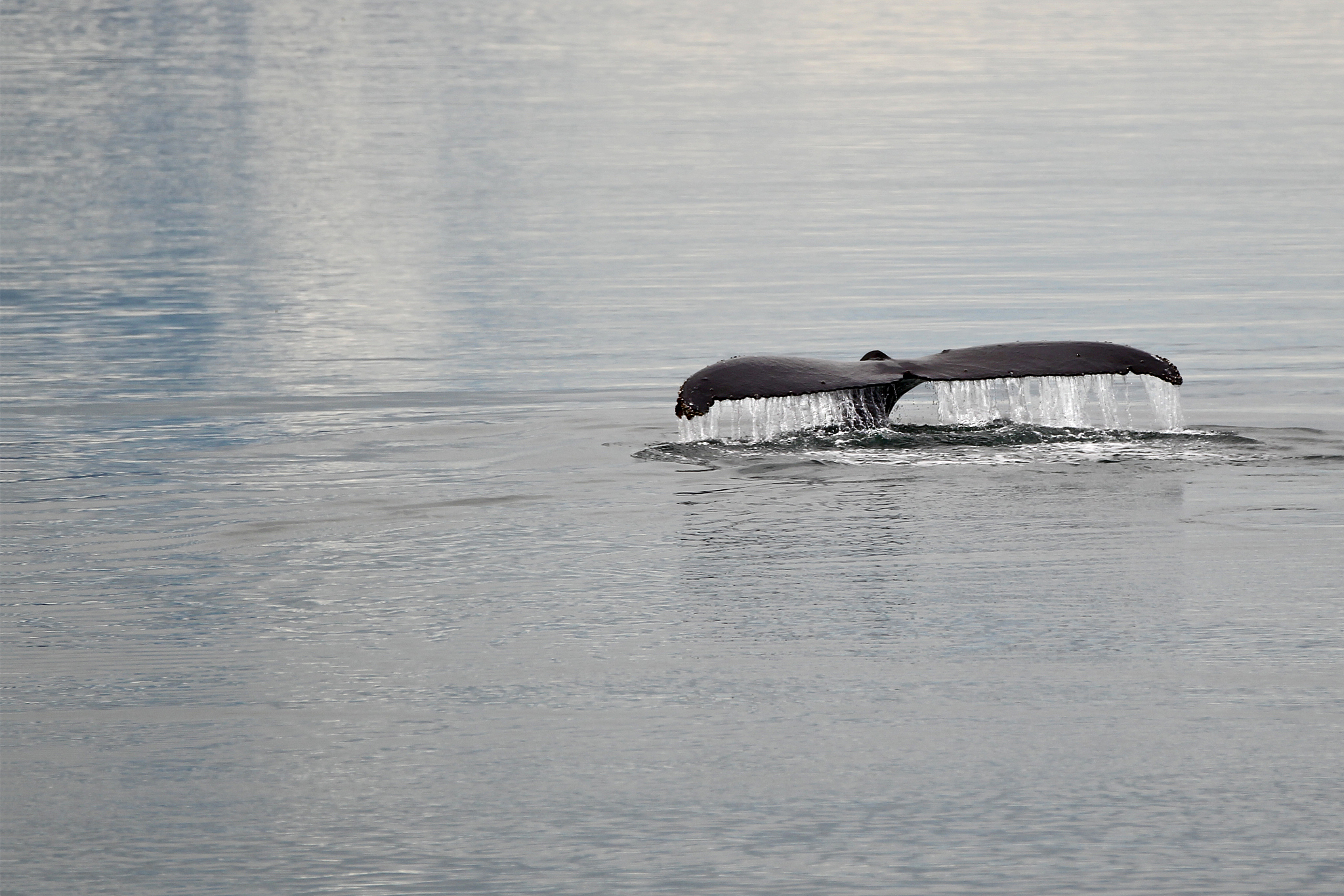 humpback whale tail with water