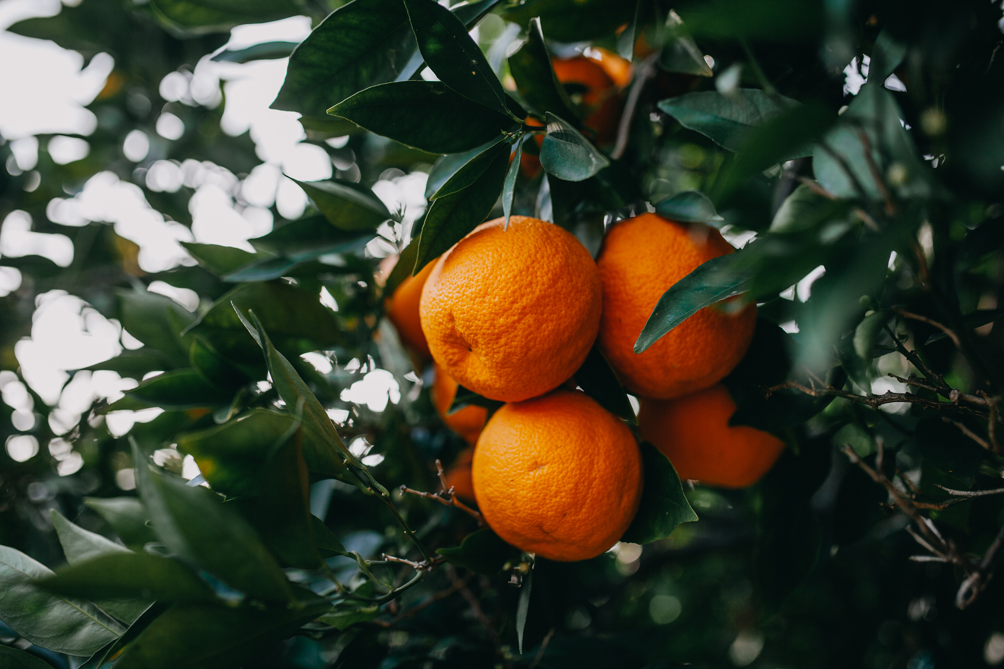 close-up of orange fruits on tree