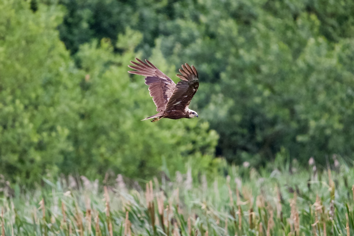写一个100字的小故事