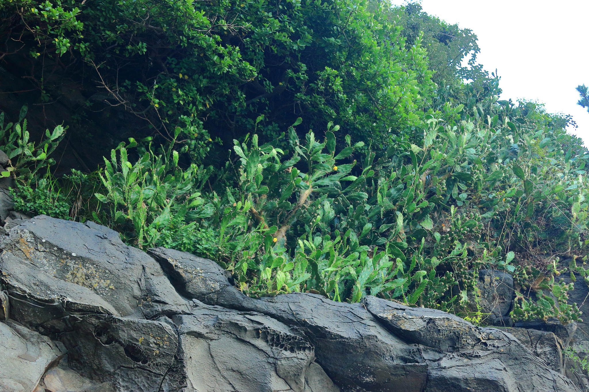 cactus, cliff,