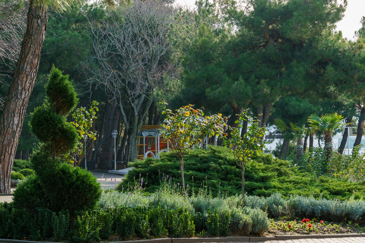 延安市宝塔区园林景观绿化‘大树进城’问题分析:不讲科学的盲目移植 延安市宝塔区园林景观绿化‘大树进城’问题分析:不讲科学的盲目移植