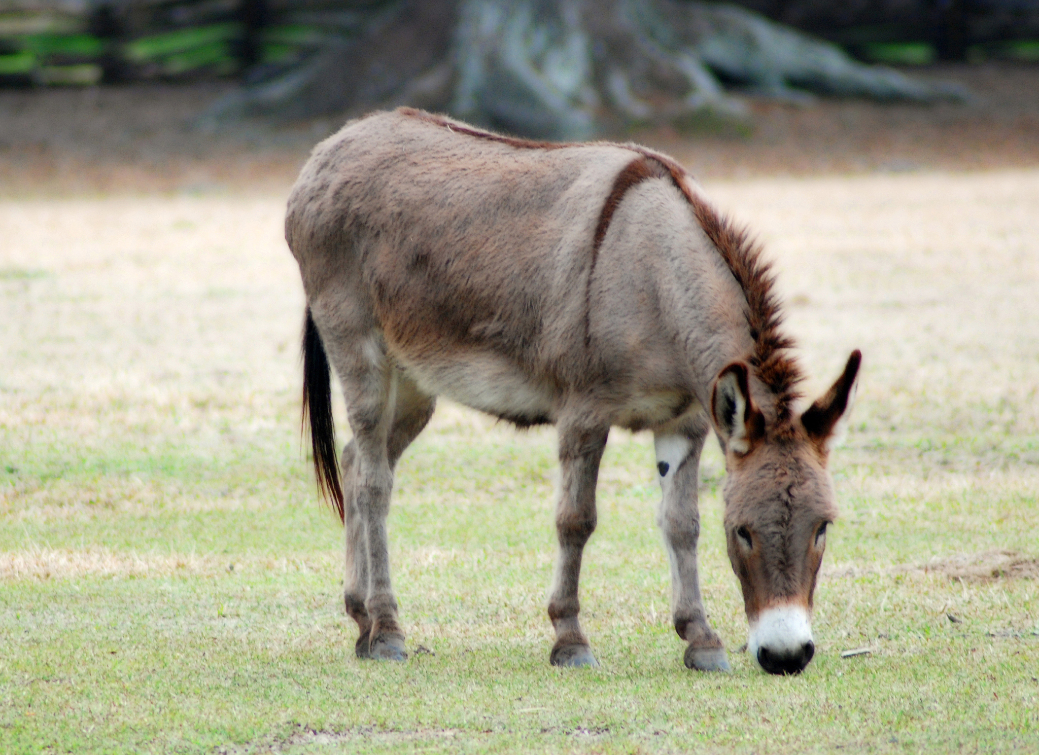 common burro