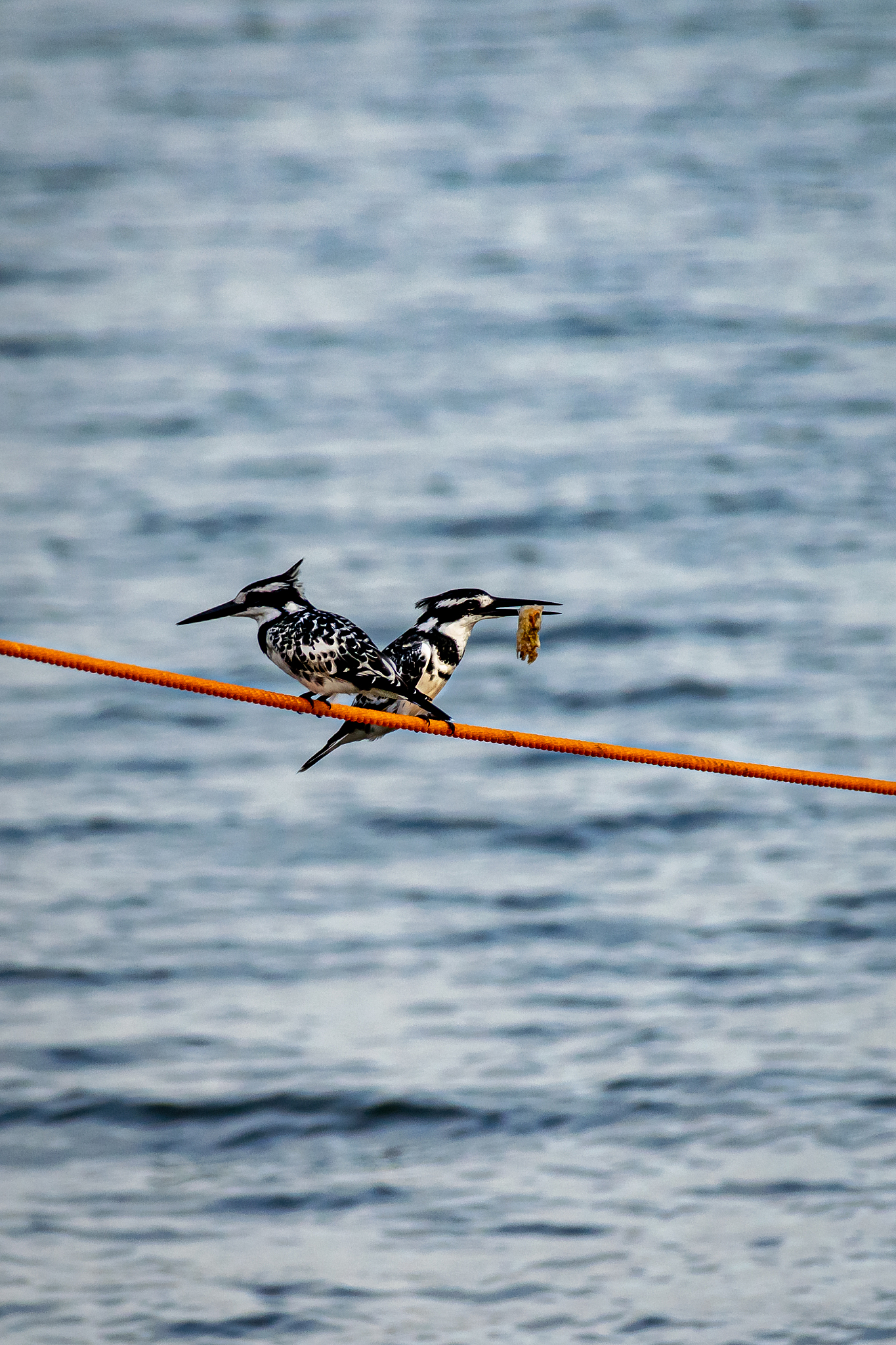 作为中国企业或公民生活在乌干达翠鸟油田项目的区域或所在国家和城市对于安全有什么建议？请列3点要求每点有标题和要求不少于200字