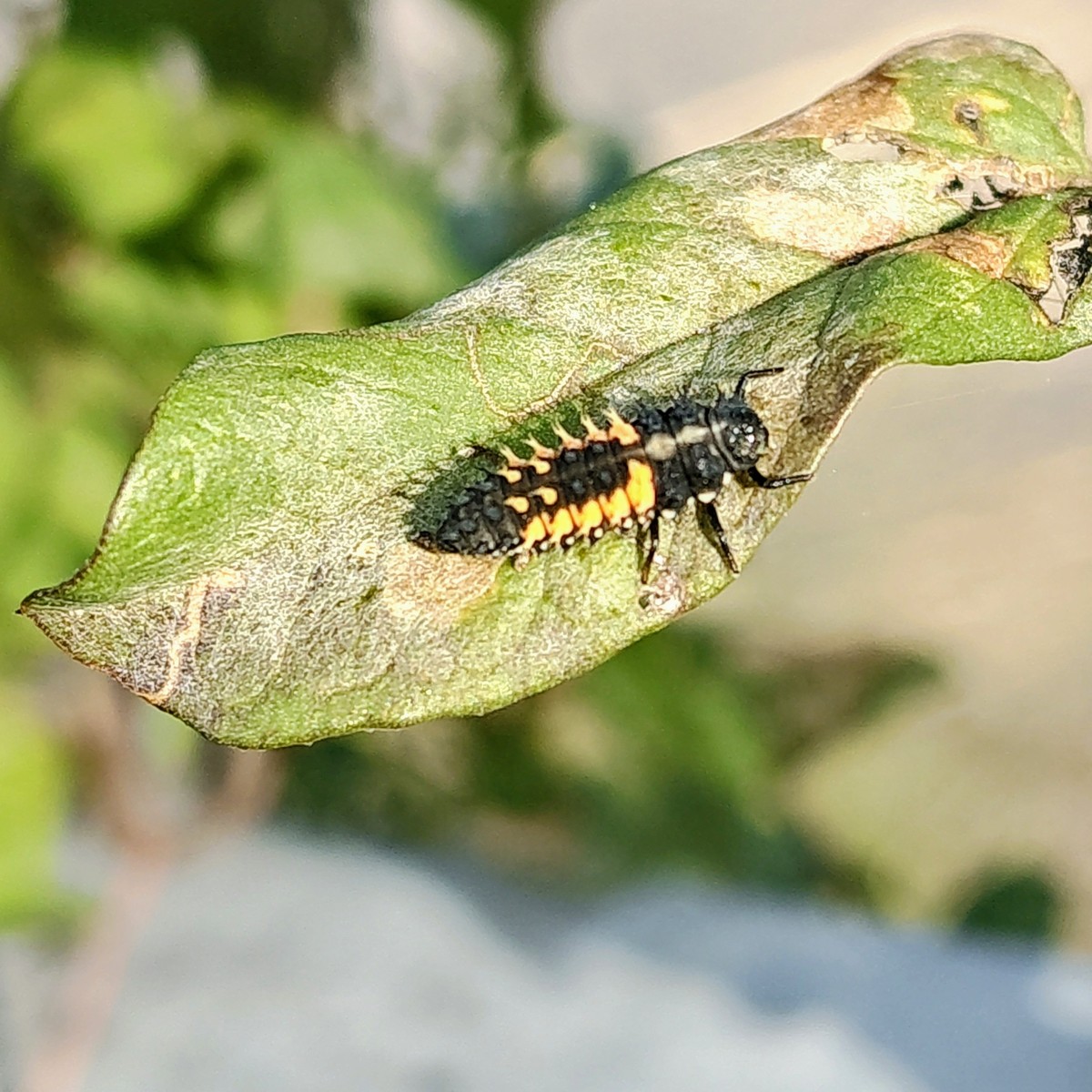 google 病虫害 识别 软件