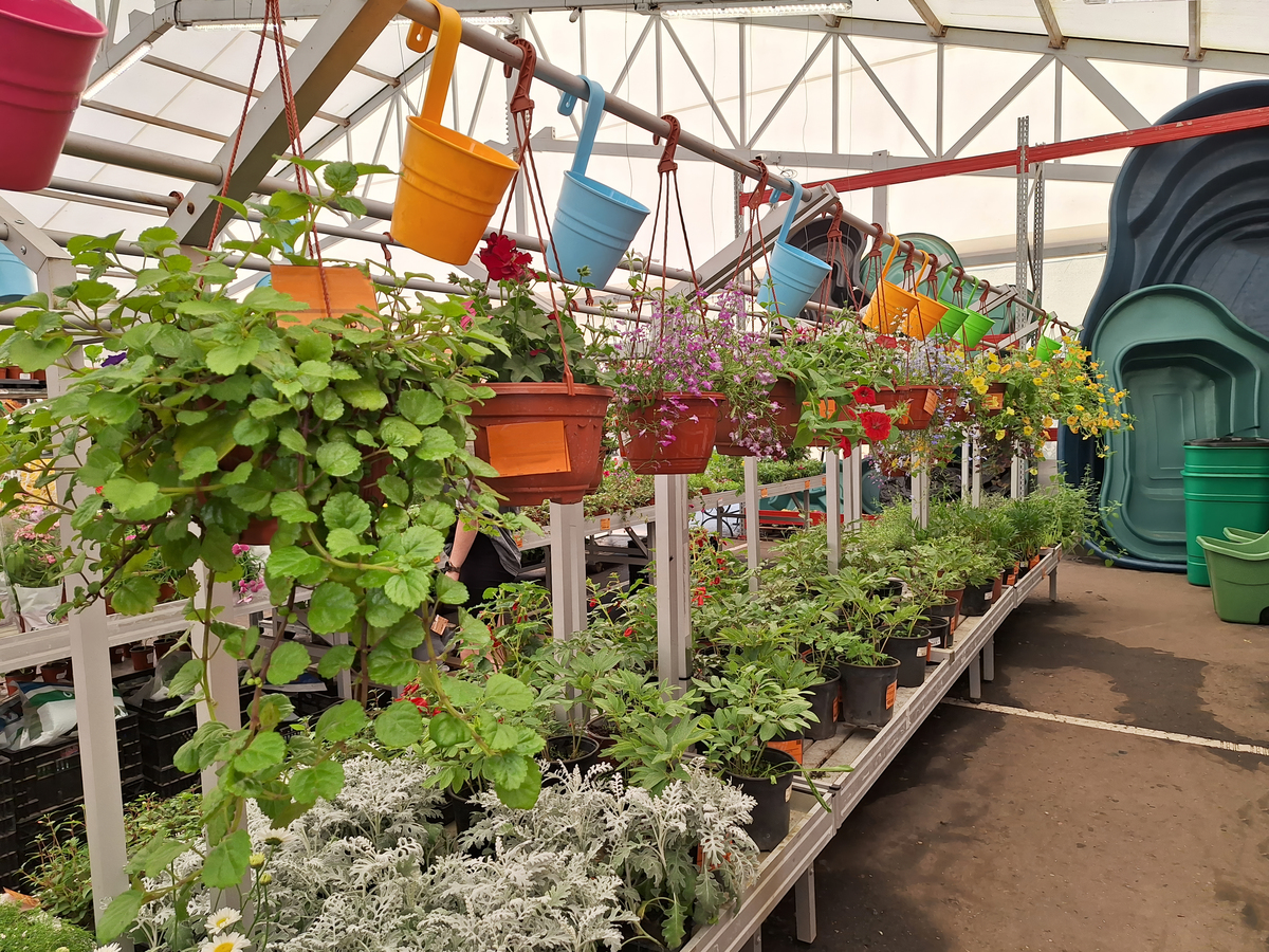 北京幼儿园屋顶露台种向日葵指南：种植方法、注意事项