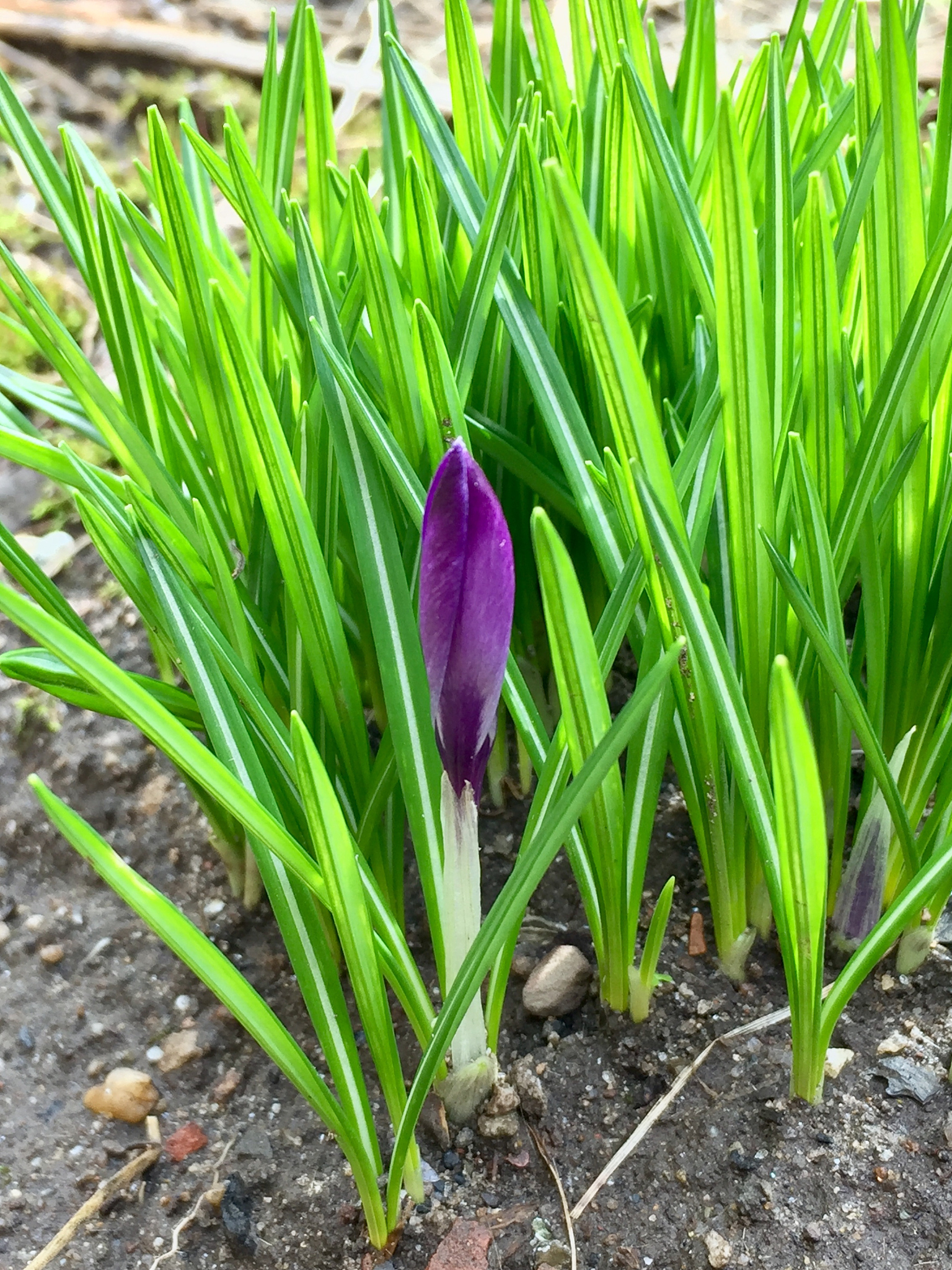 first crocus flower emerging in late winter in a brooklyn nyc ba