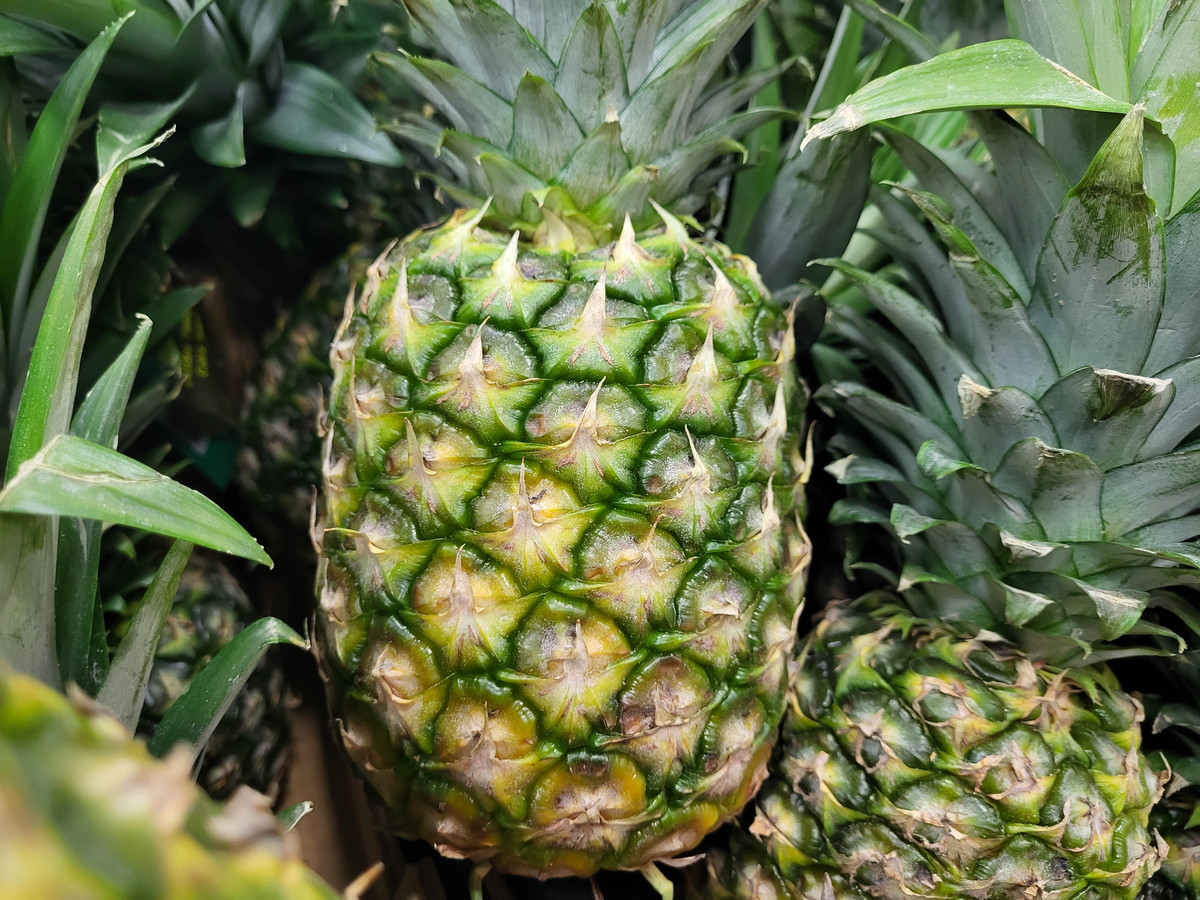 菠萝种植时间和方法：从选地到管理，3000字详解