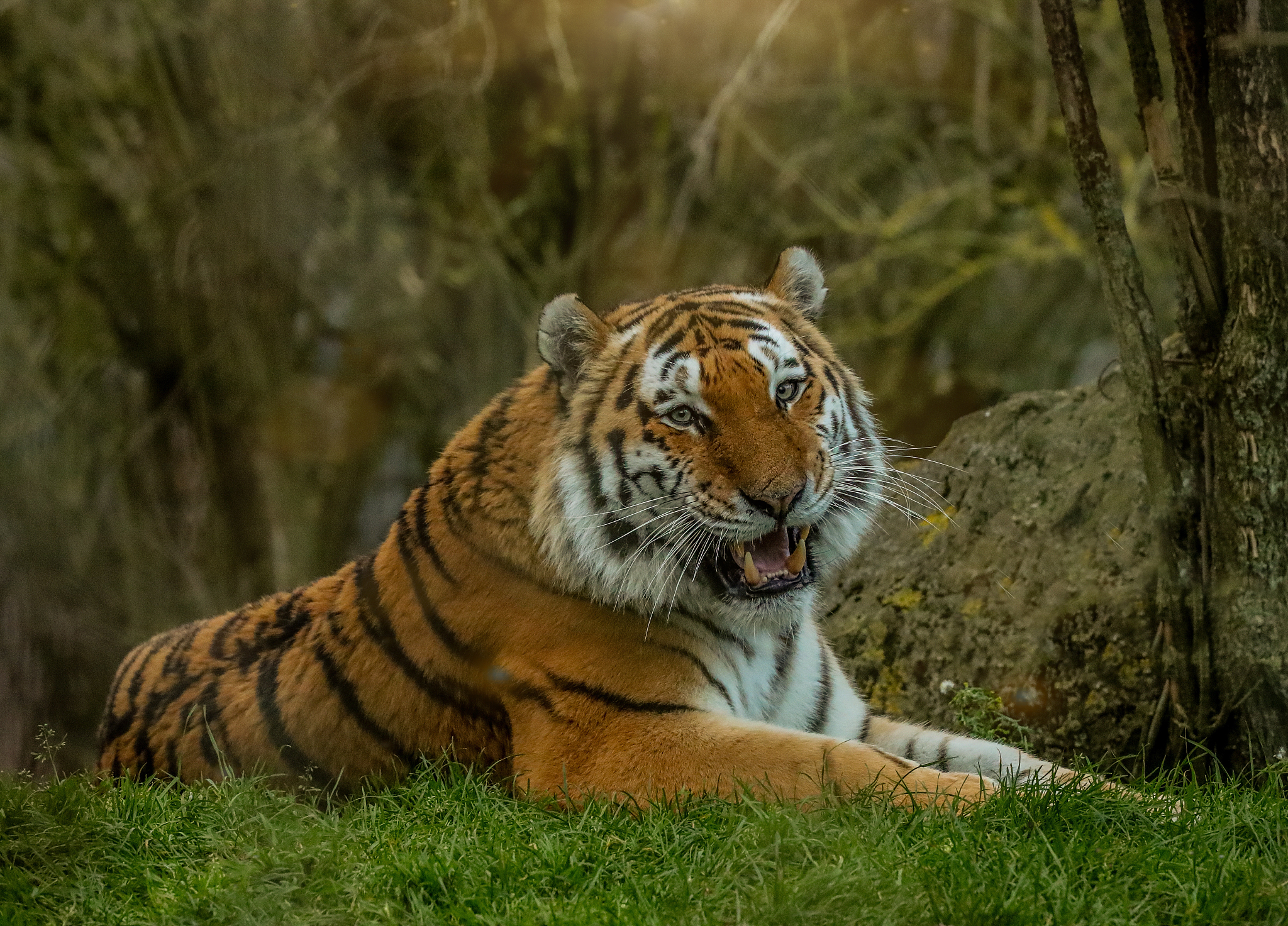 amur tiger