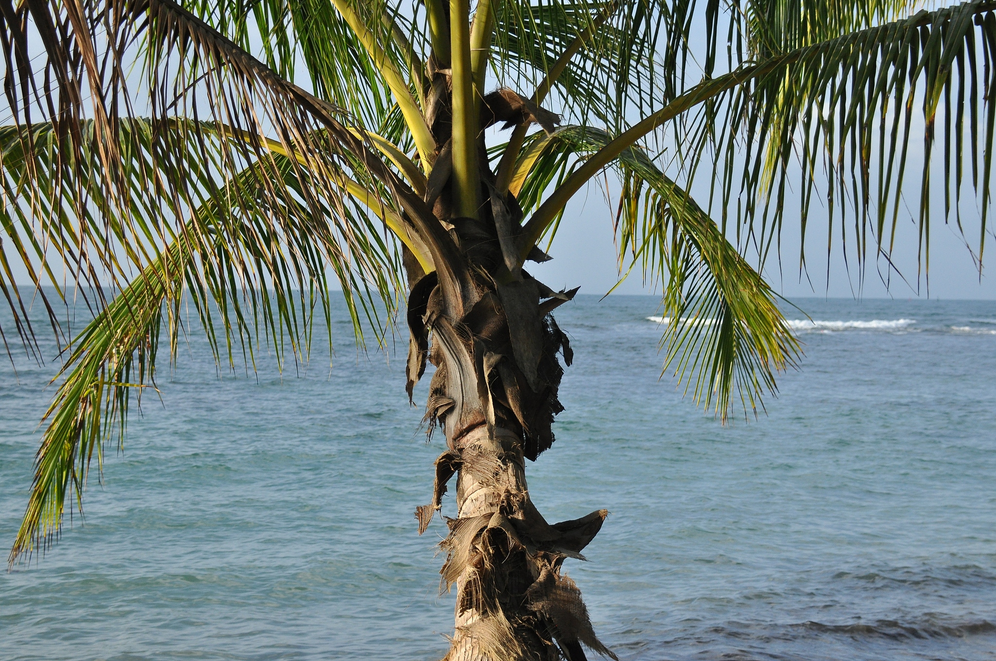 coconut palm trees growing on the coast of central america, pana