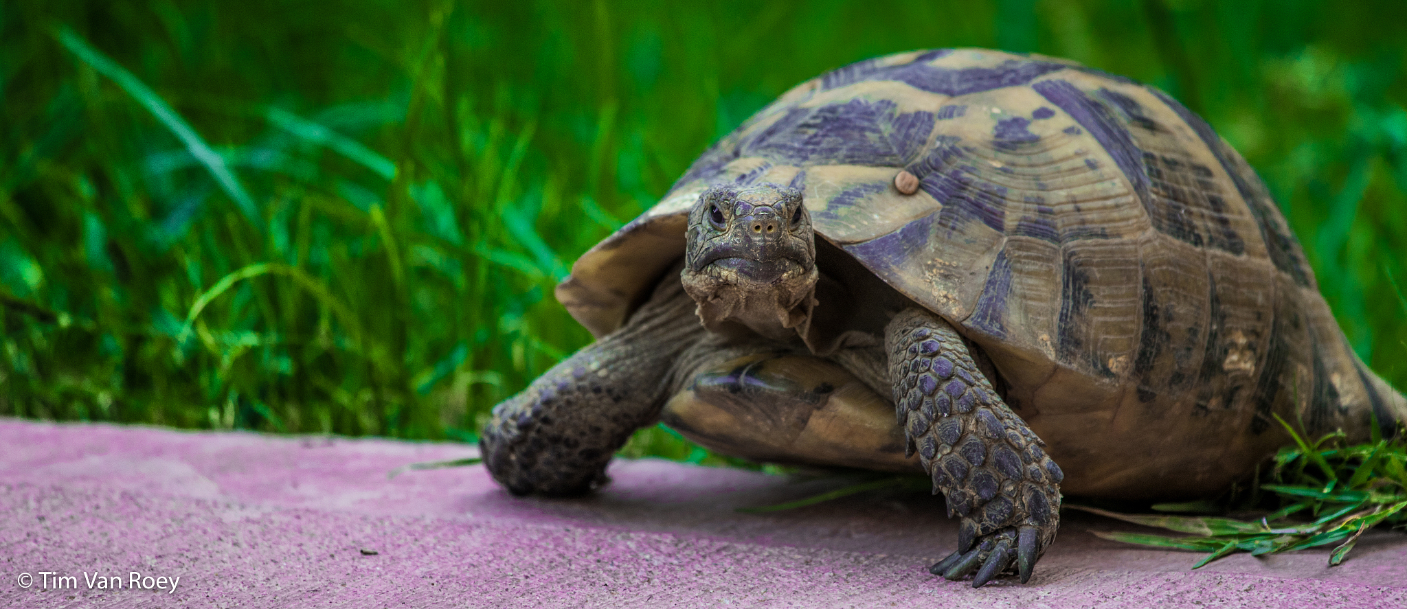 turtle