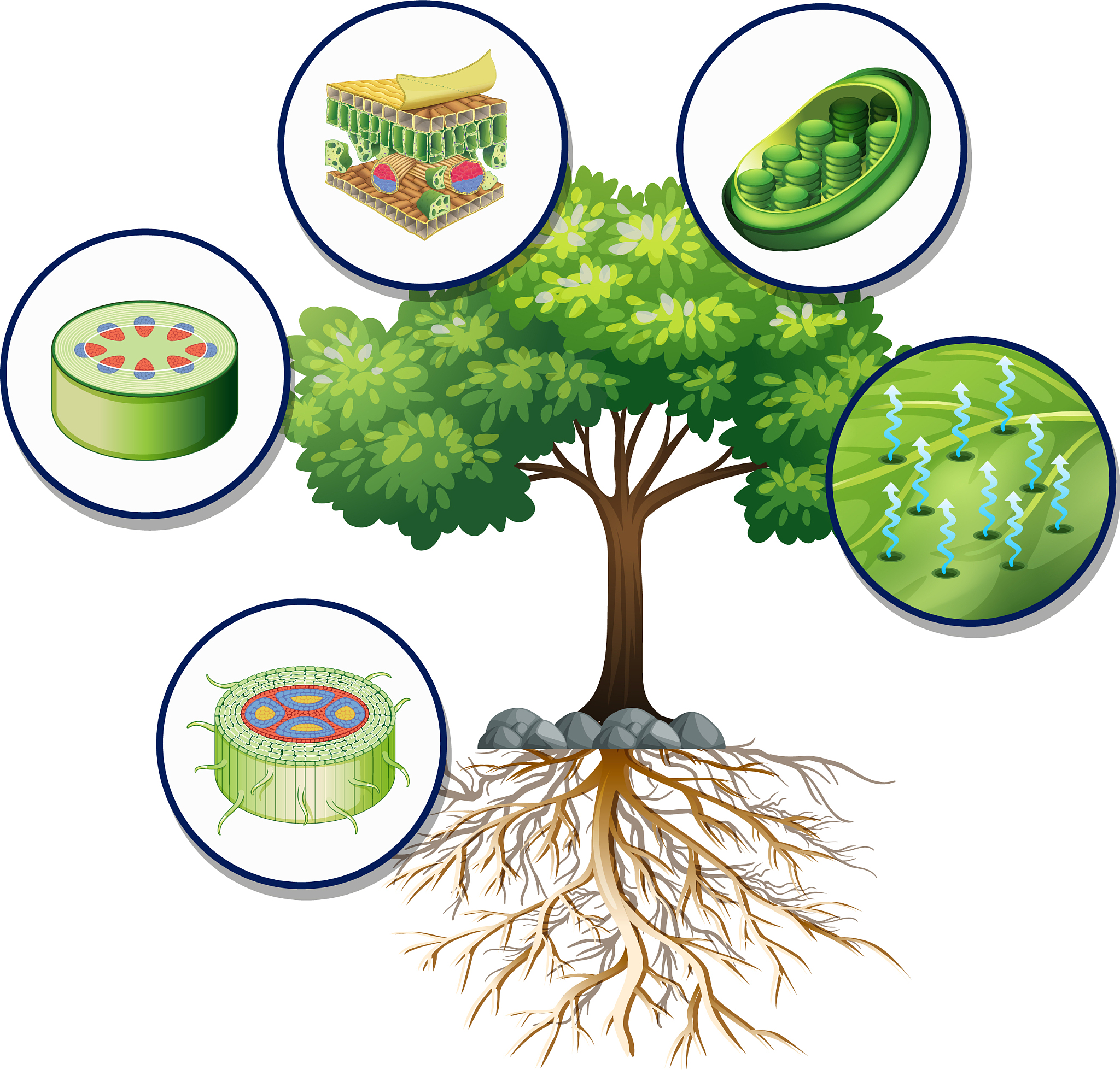 Thus ecological literature is still vague as to if why and how annual plants are presumed to modify their growth strategies when placed along a gradient of variability of the environment When growing