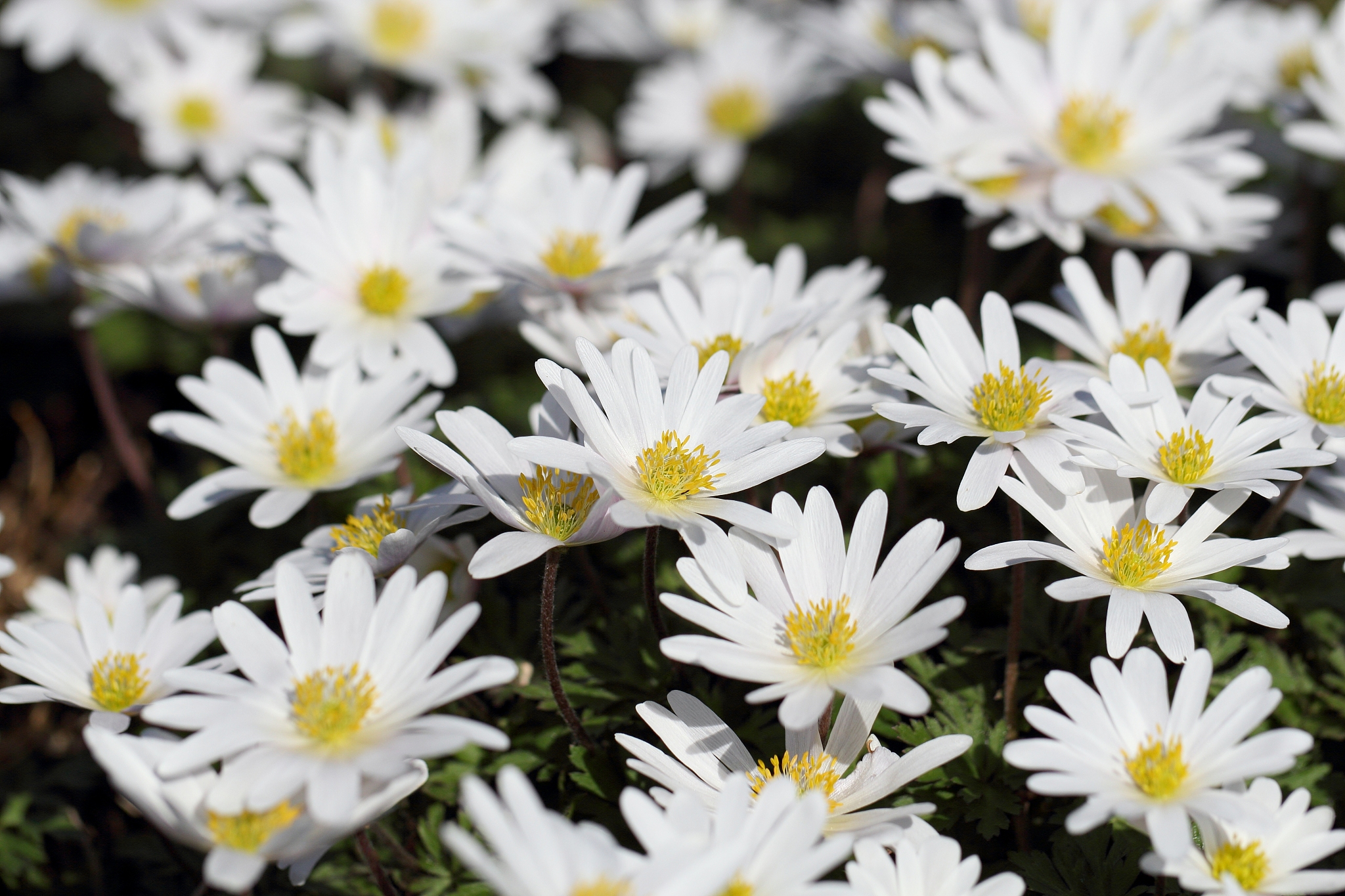 春天作文100字：感受春天的美好与希望