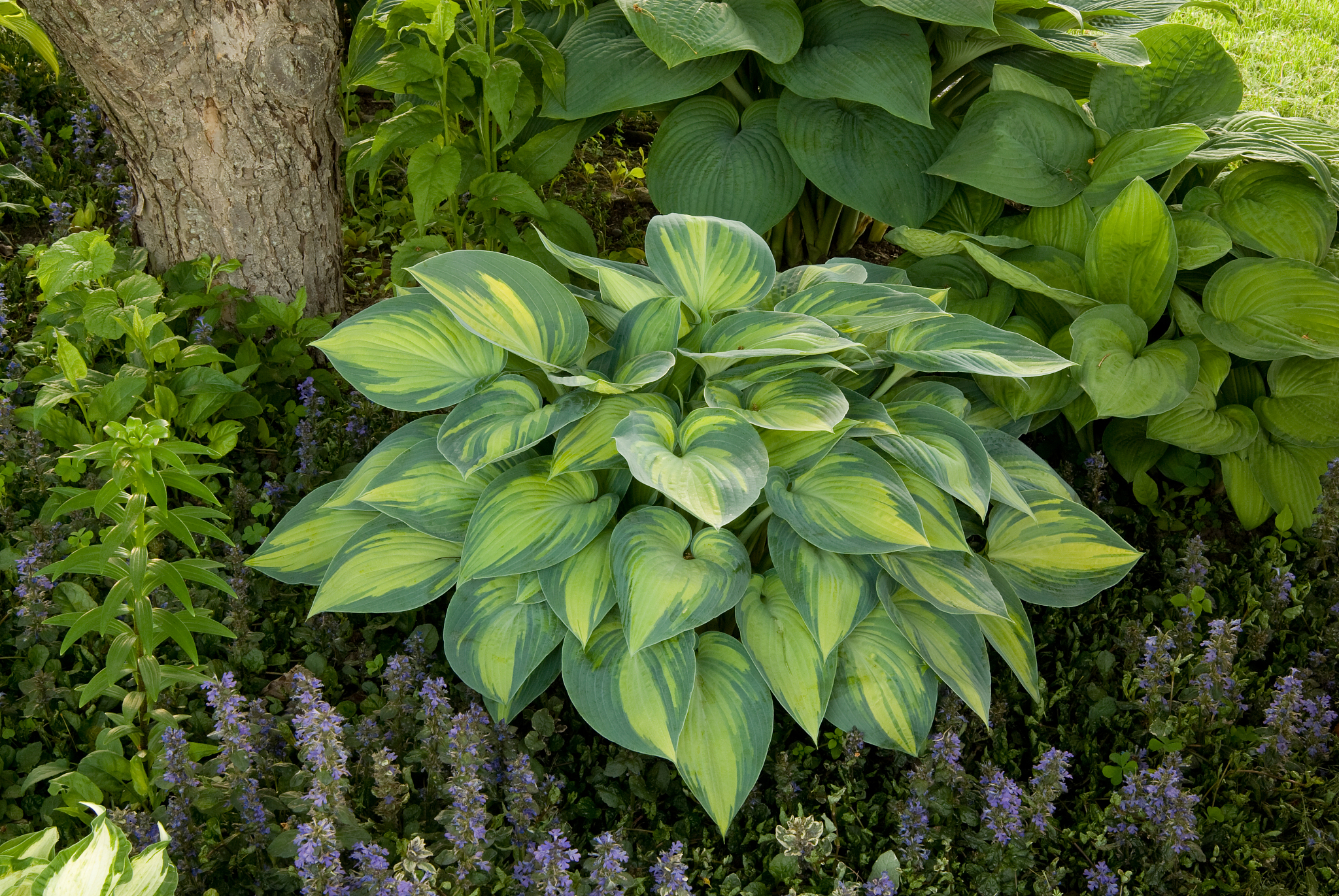 mature clump of the hosta, 'june'.