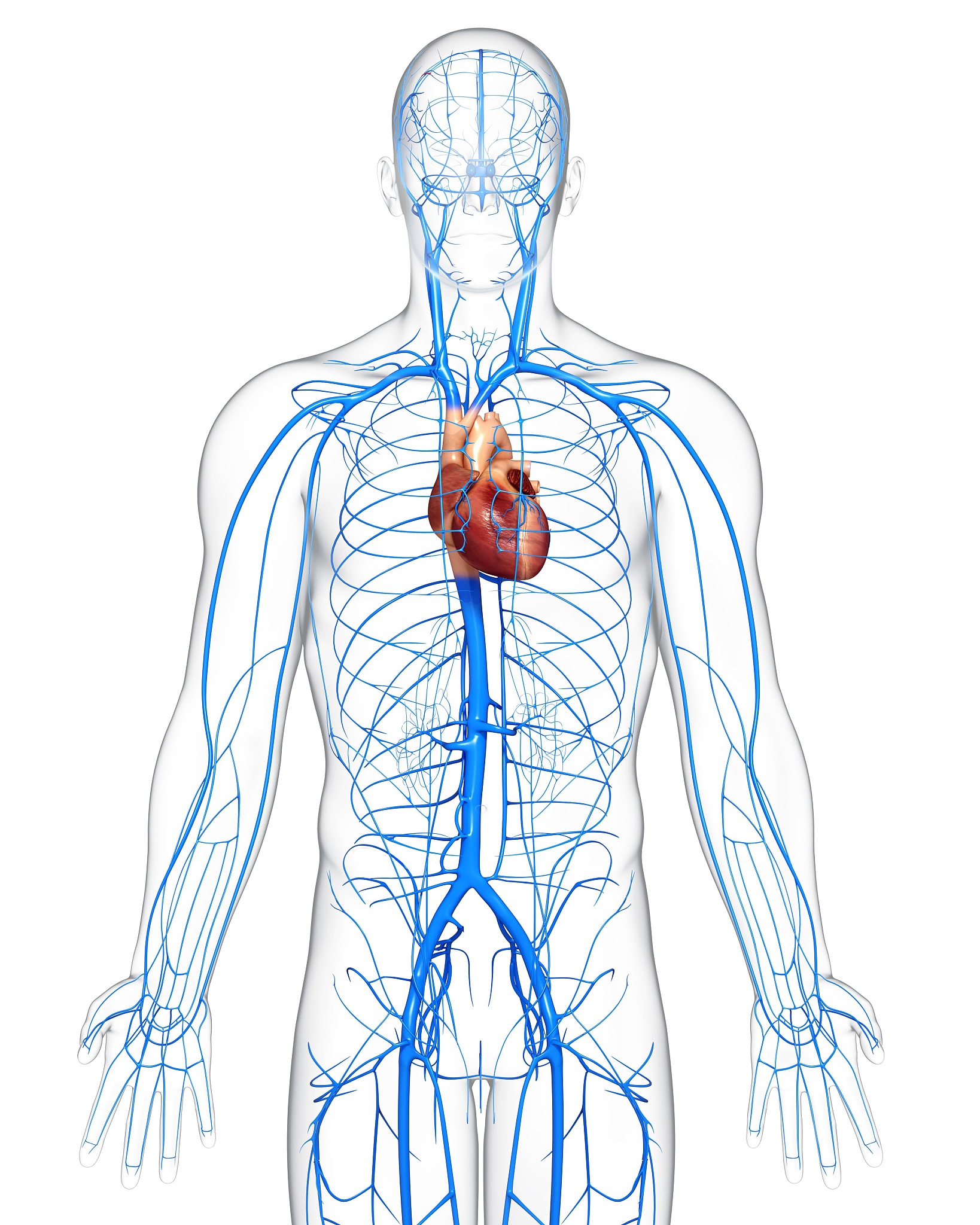 人类的心脏体积有多大？